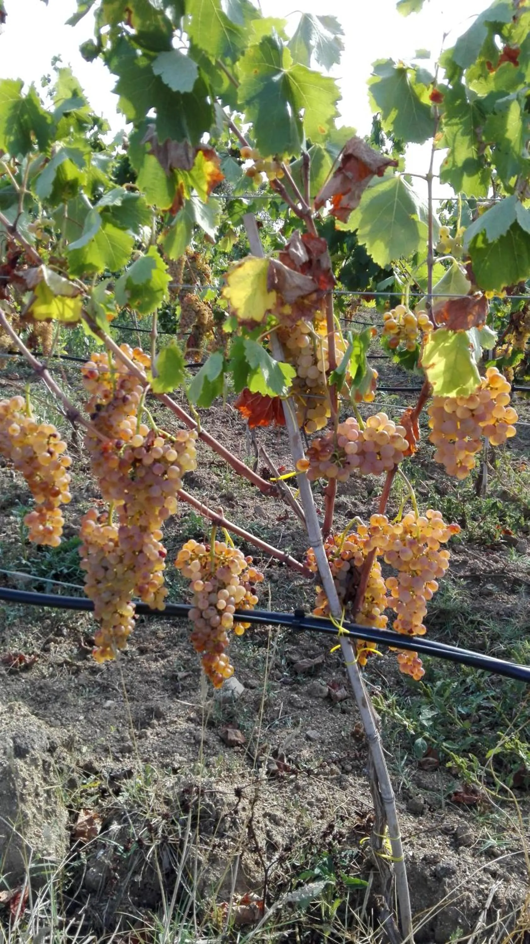 Activities in Agriturismo B&B Domo De Resteblas