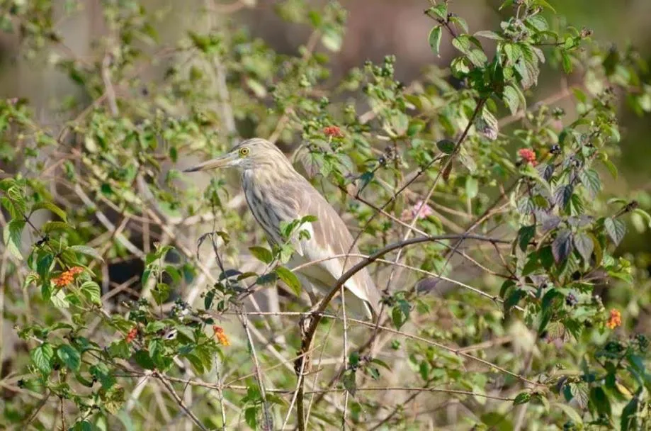 Spice Villa Thekkady