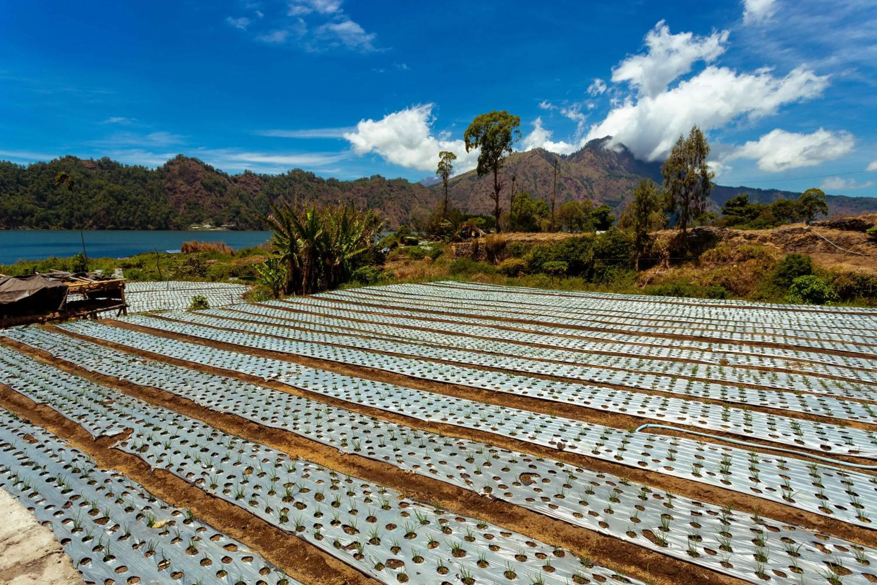 Natural landscape in Villa Jempana Kintamani