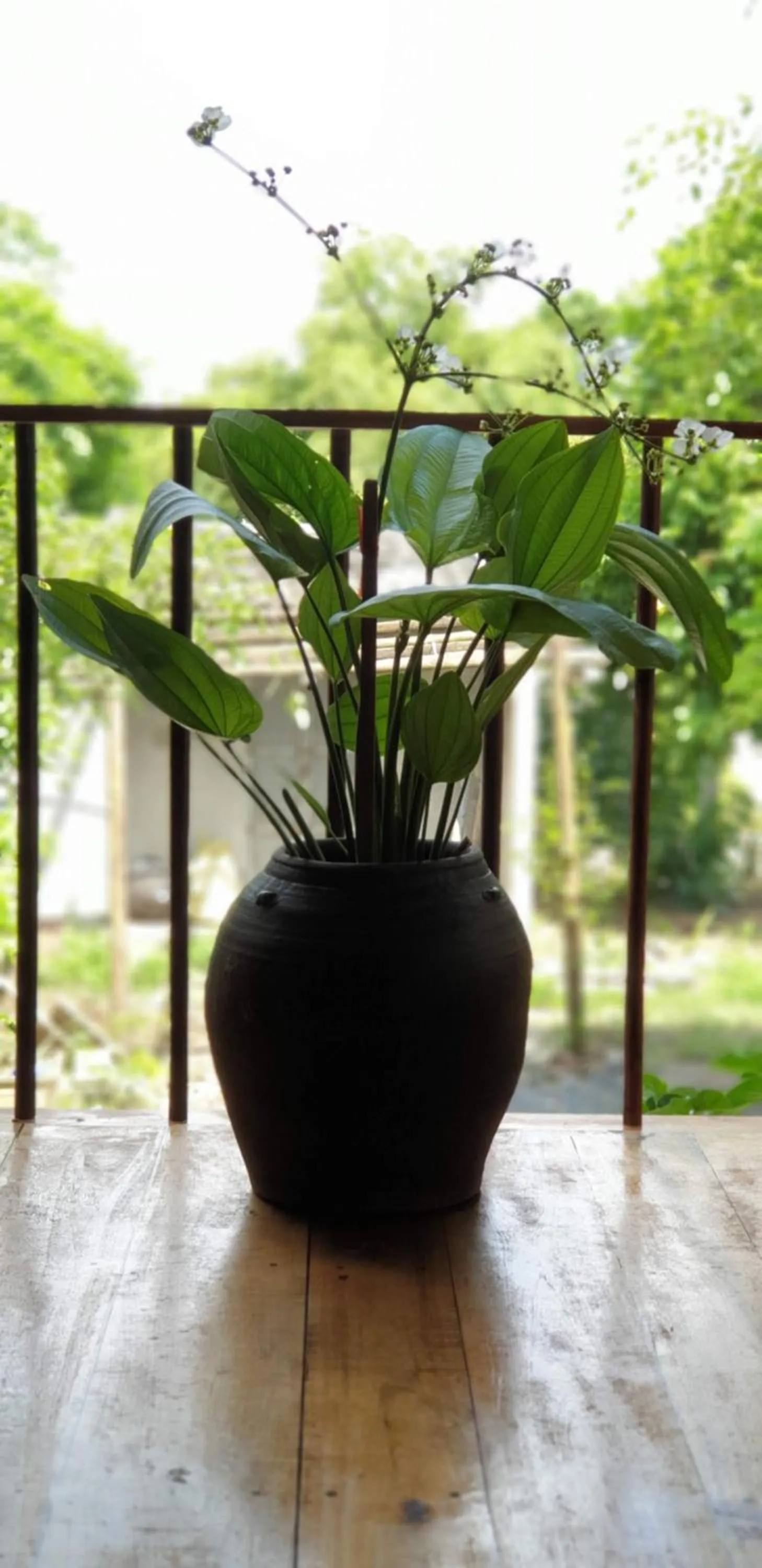 Patio in Tuyet's Homestay