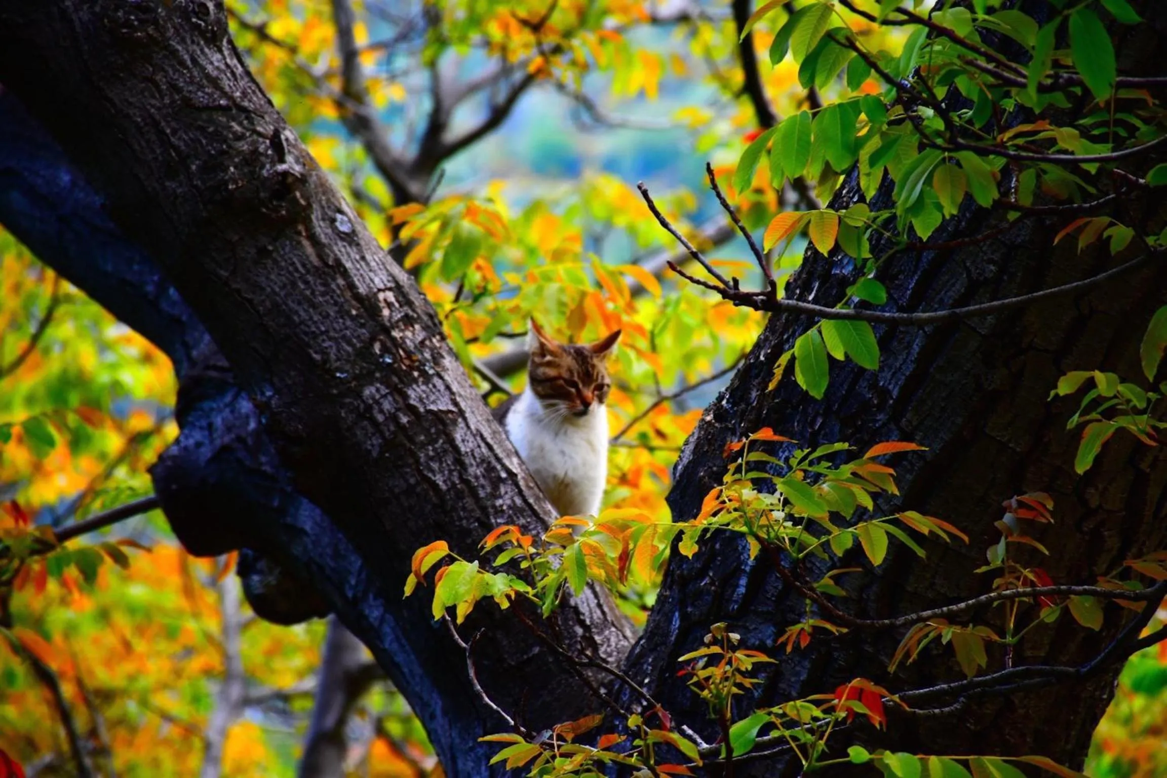 Off site in Apartamentos Vista Veleta