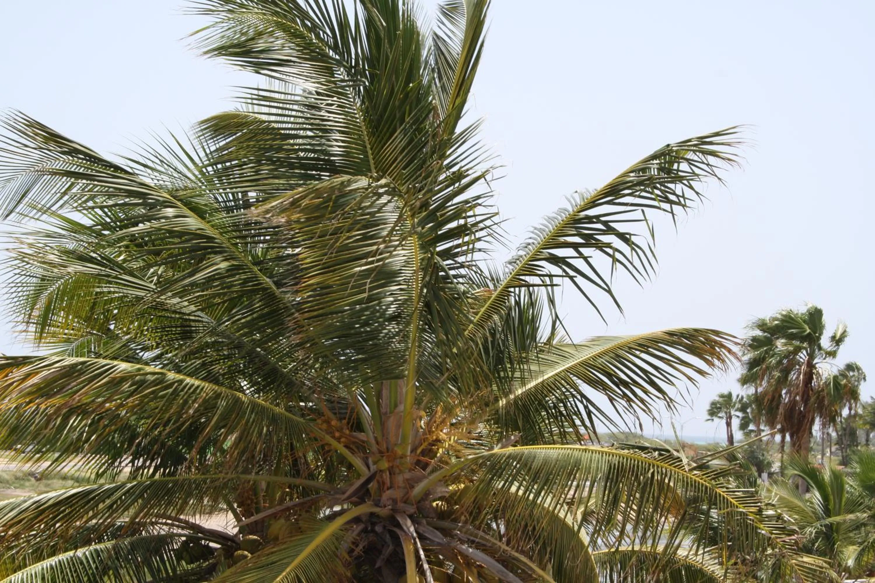 View (from property/room) in Karibu Aruba Boutique Hotel