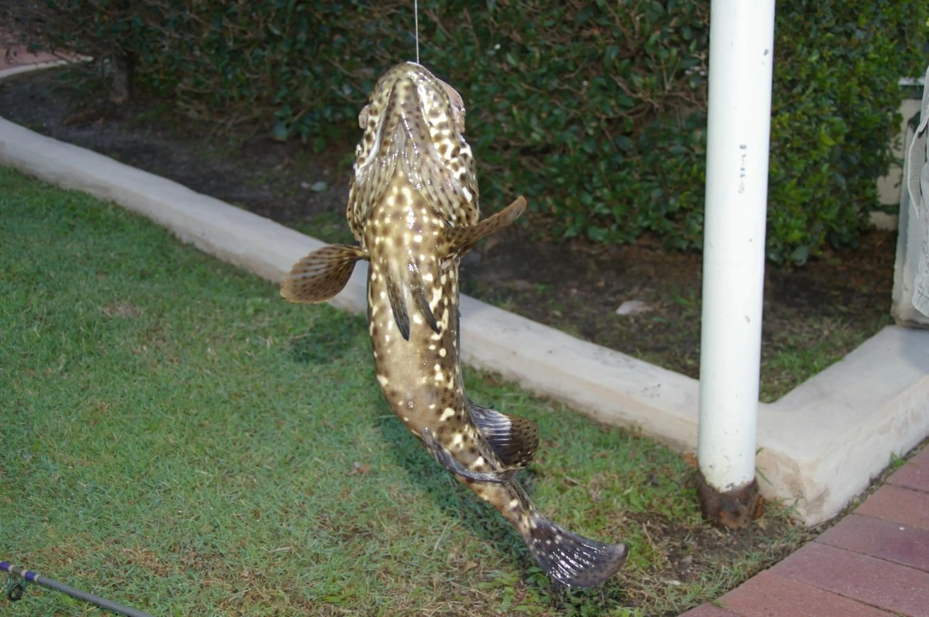 Fishing in Trafalgar Towers