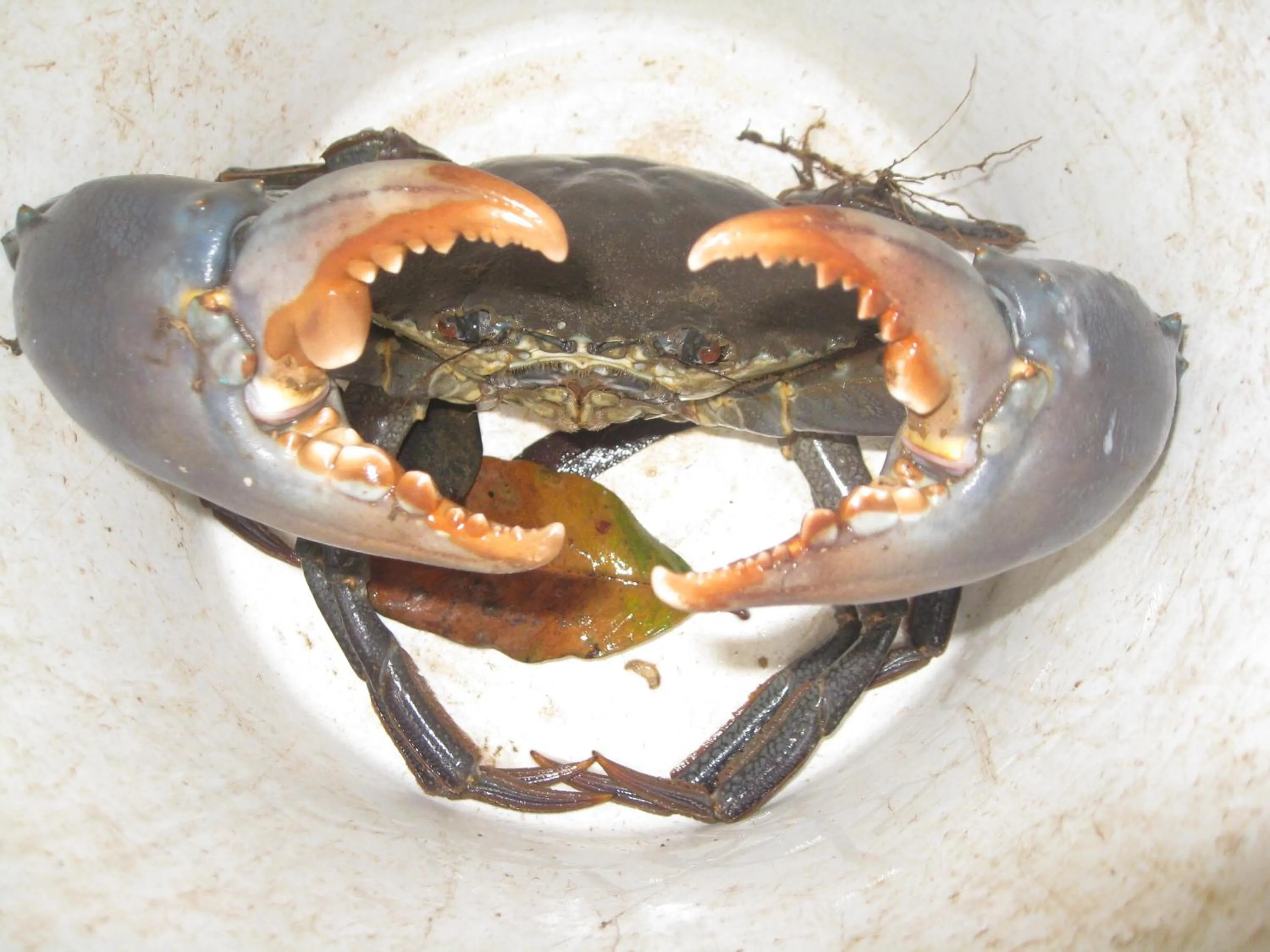 Food close-up in Trafalgar Towers