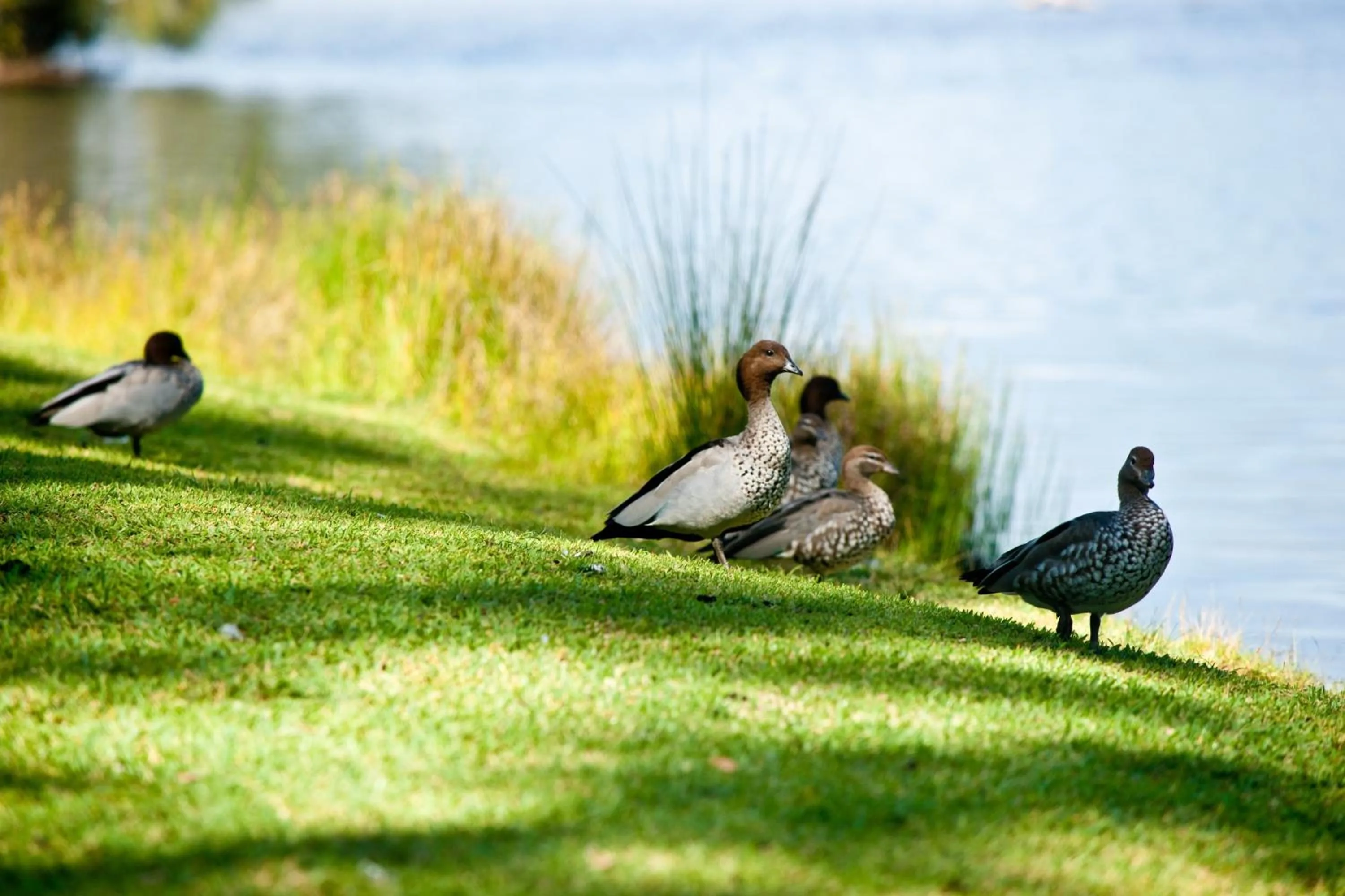 Day in Lani's Holiday Island