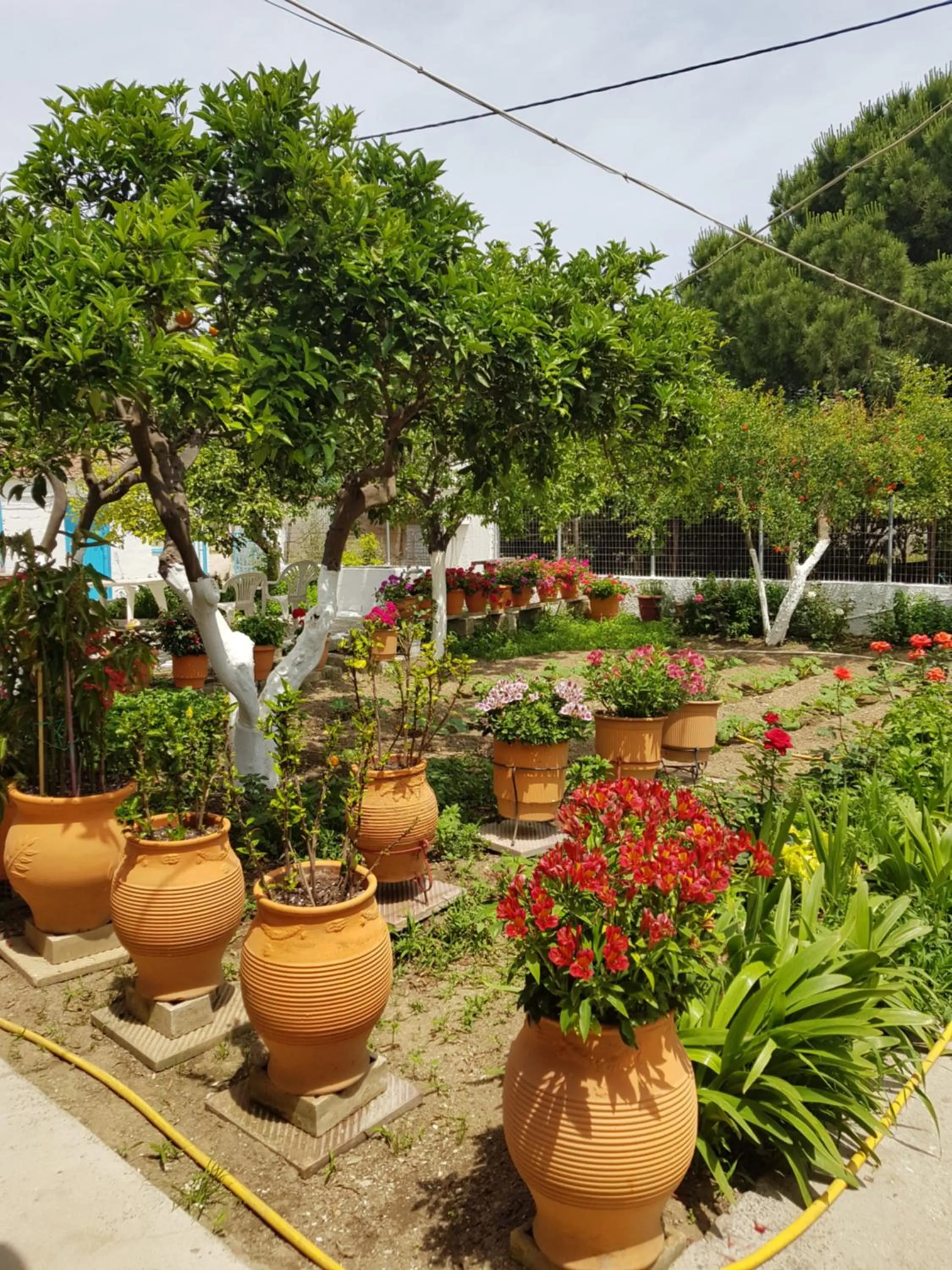 Garden in Asimina's House