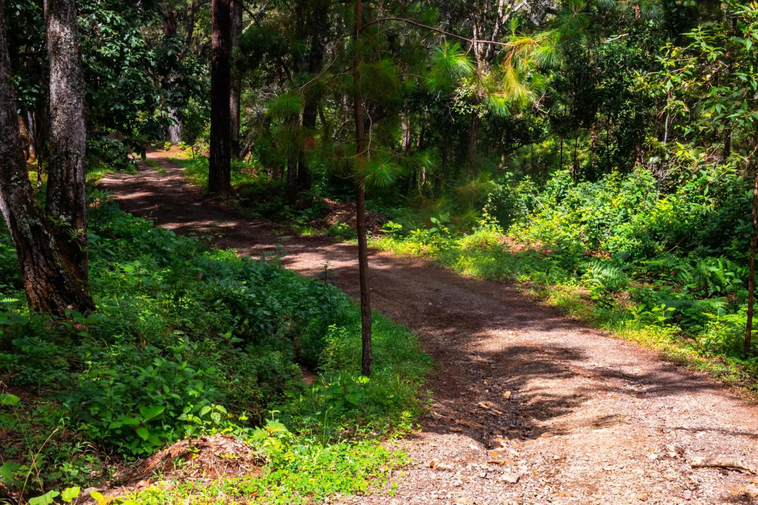 Hiking in Hotel Huella Lenca