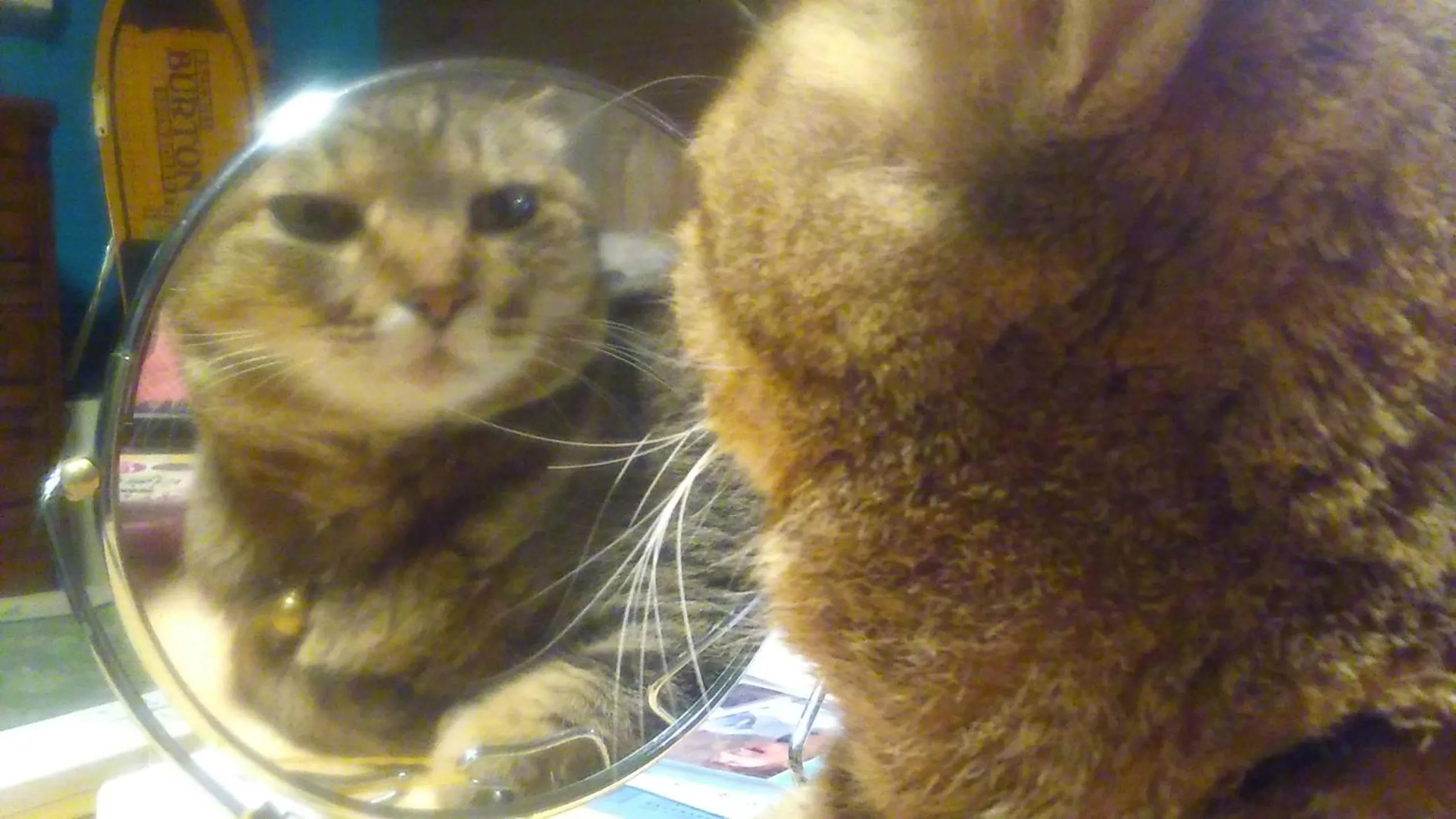 Pets in GUEST HOUSE SaKURa