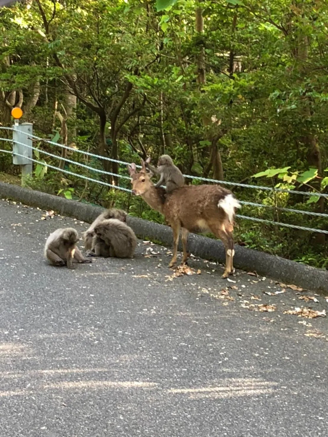 Yakushima Pension Luana House