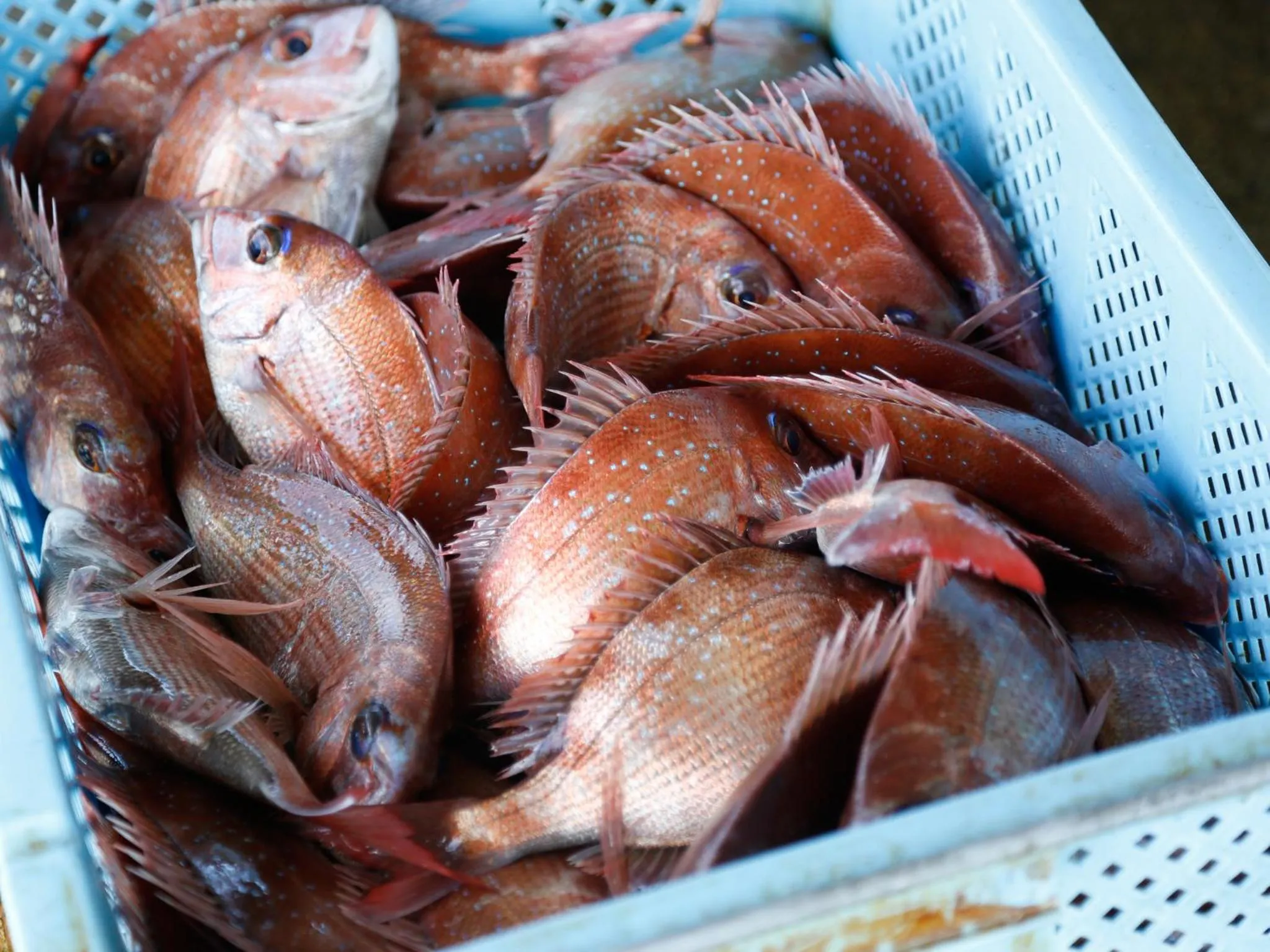 Neighbourhood in Minato Koyado Awajishima