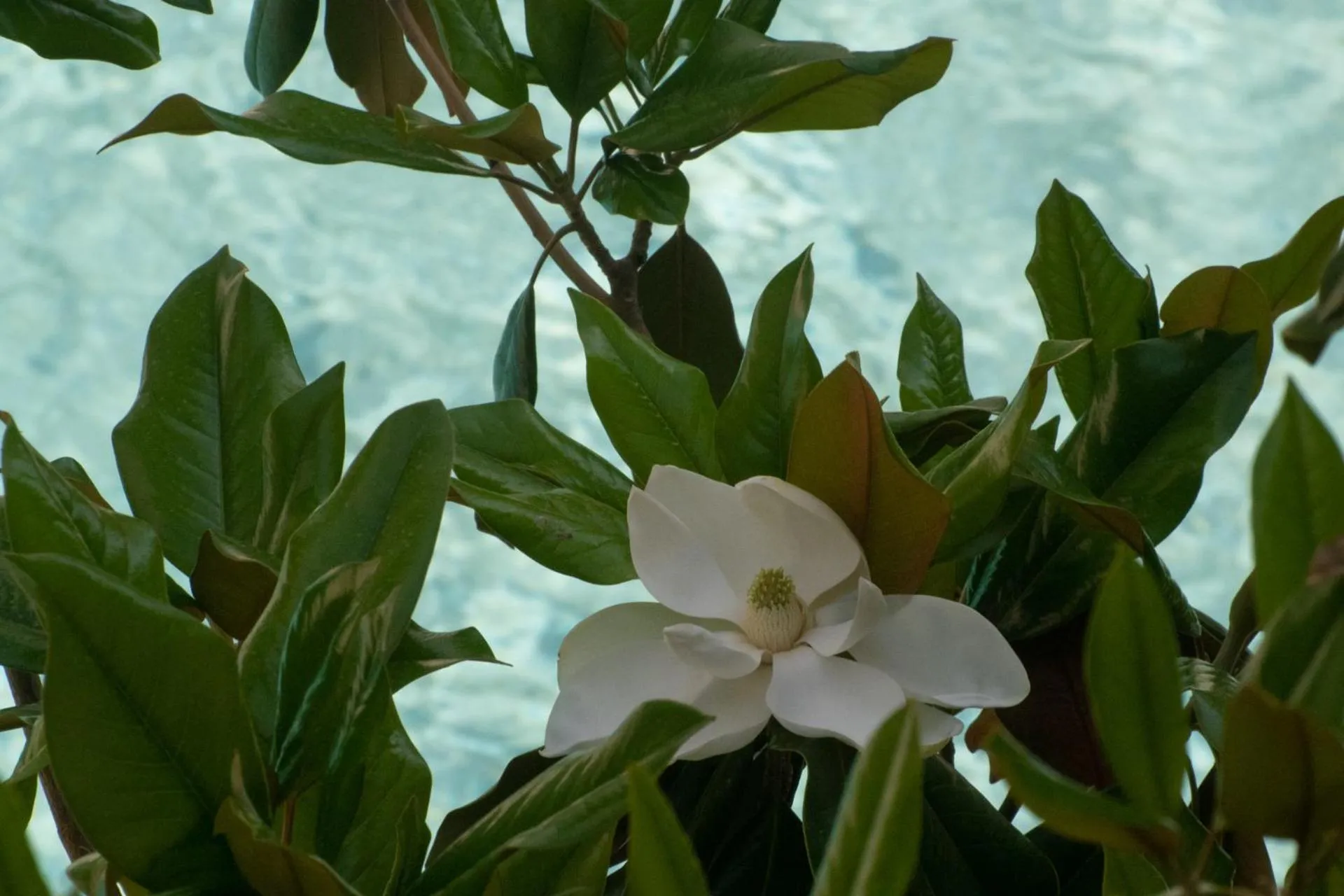 Swimming pool in Stefanakis Hotel & Apartments