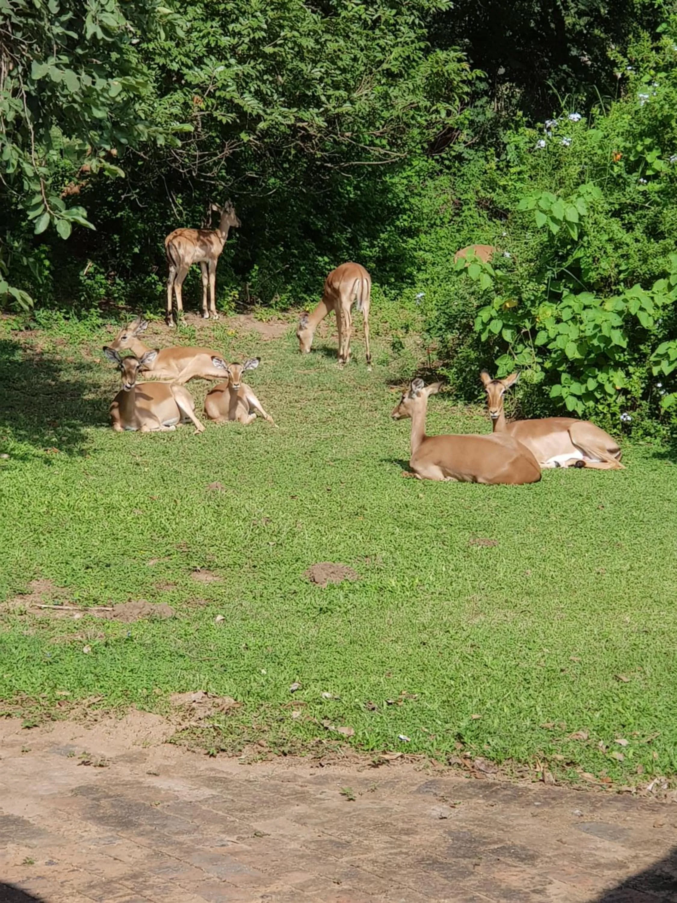 Animals in Kruger Park Lodge Unit No. 277