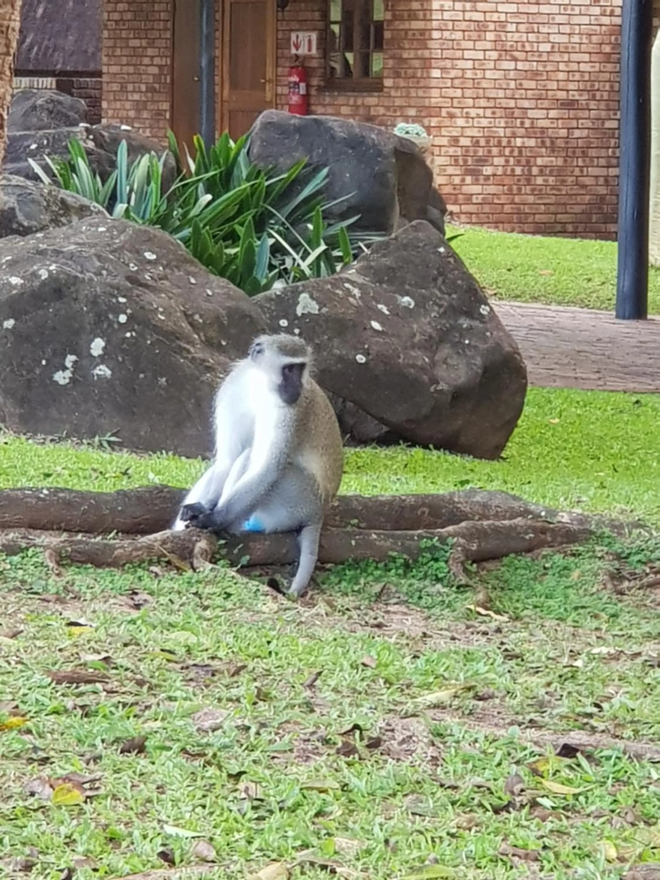 Animals in Kruger Park Lodge Unit No. 277