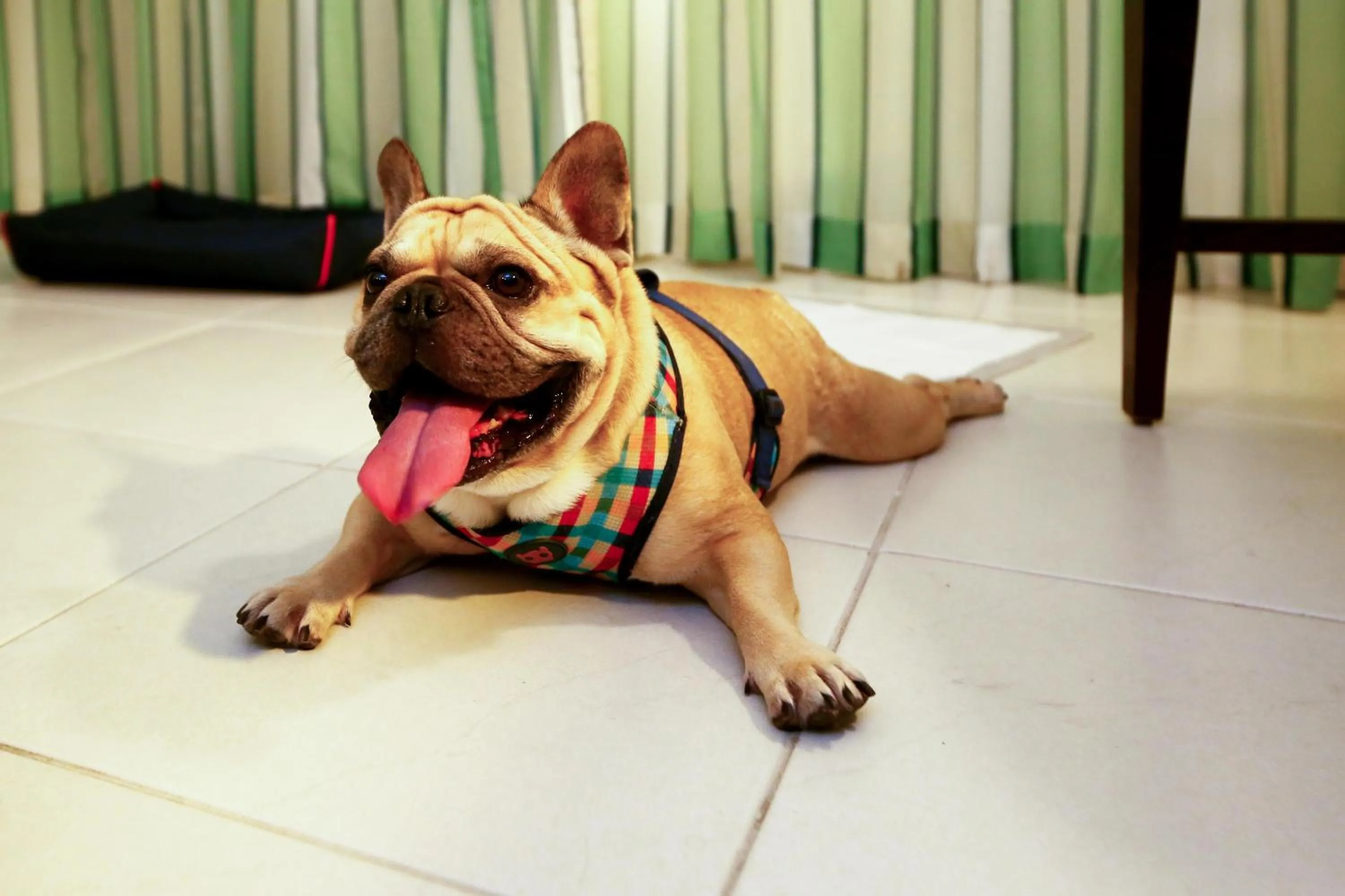 Pets in Quality Hotel & Suítes São Salvador