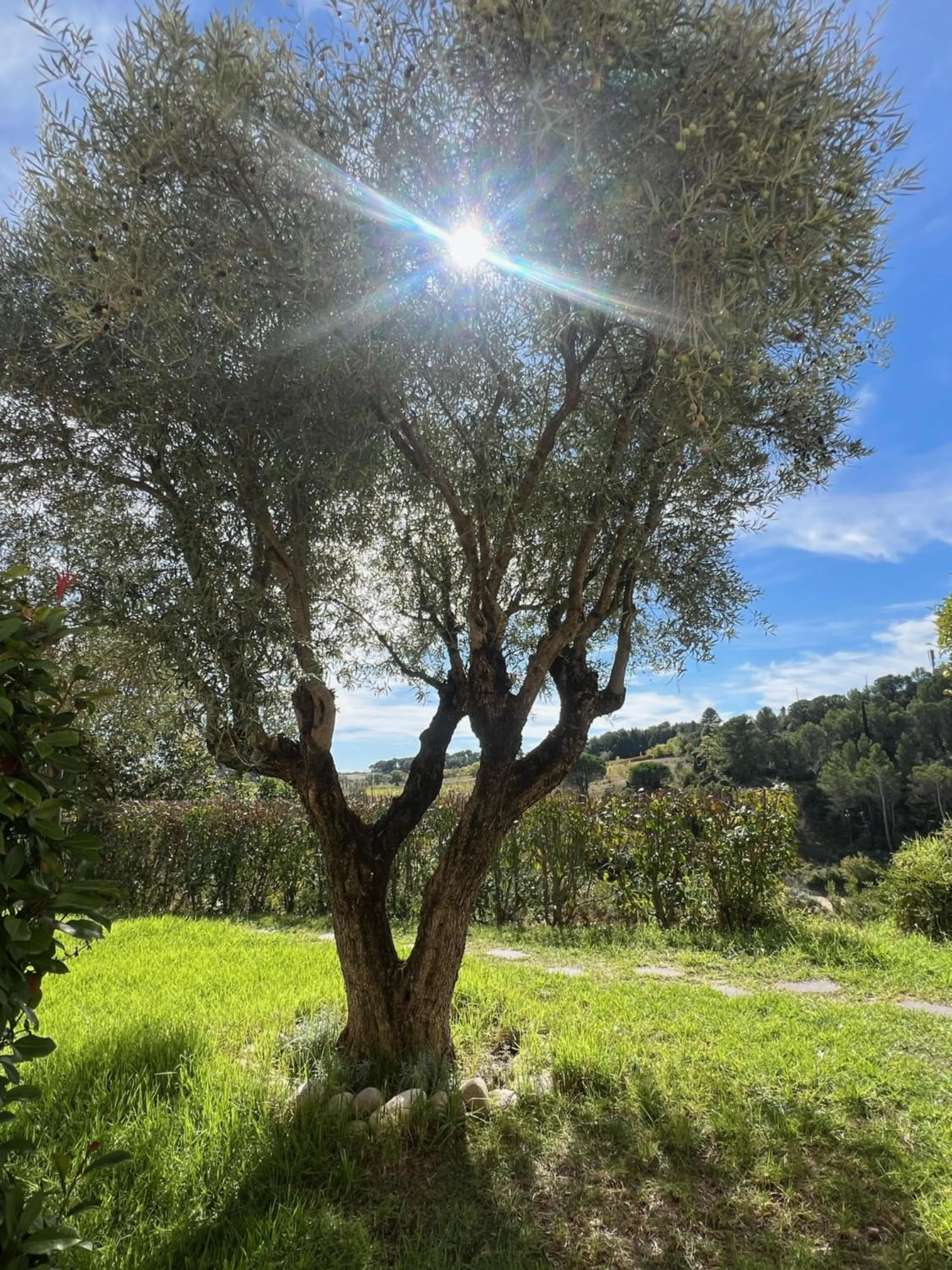 Garden in Logis Hôtel Restaurant La Bergerie