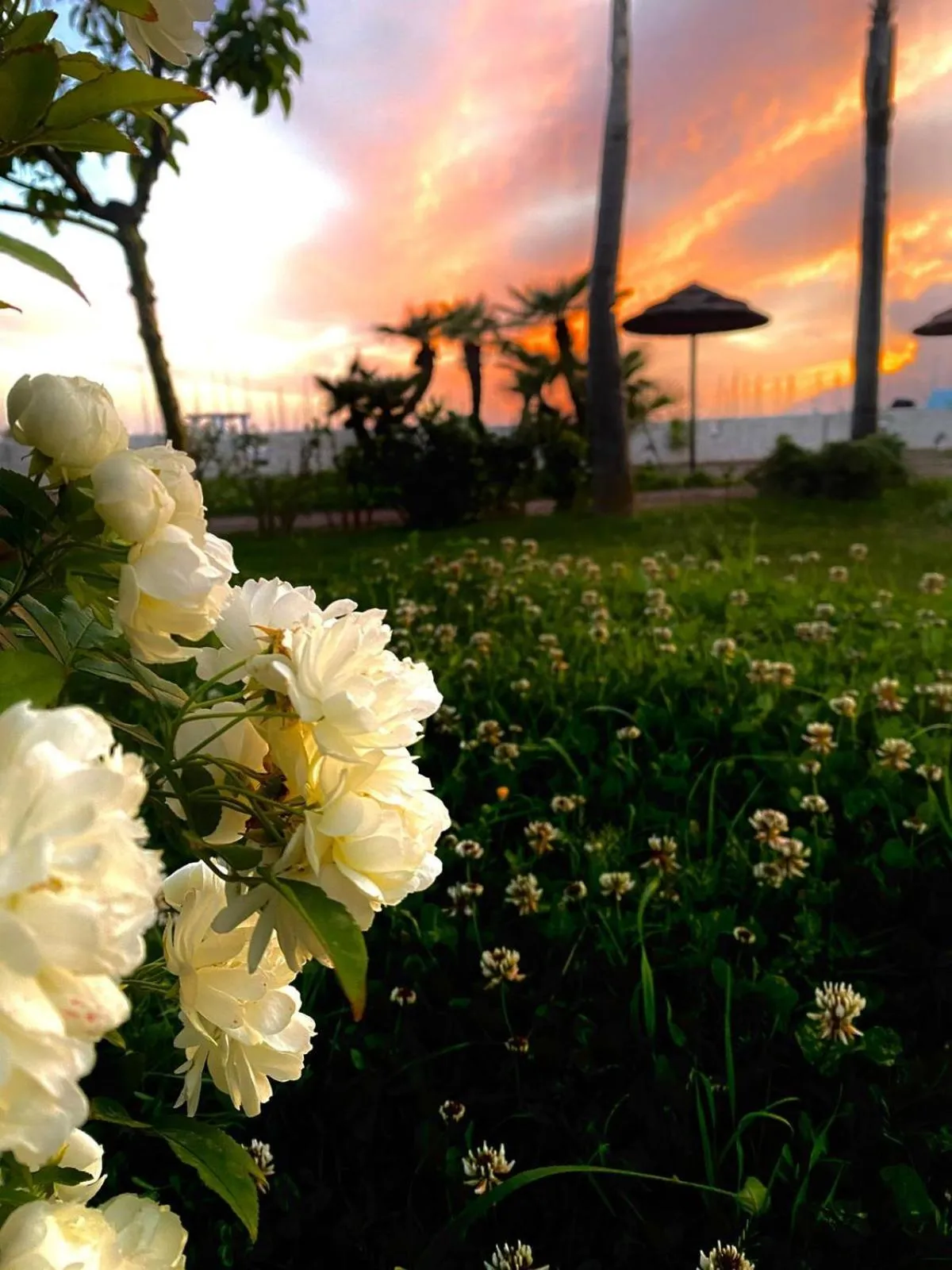 Garden in Saint Joseph