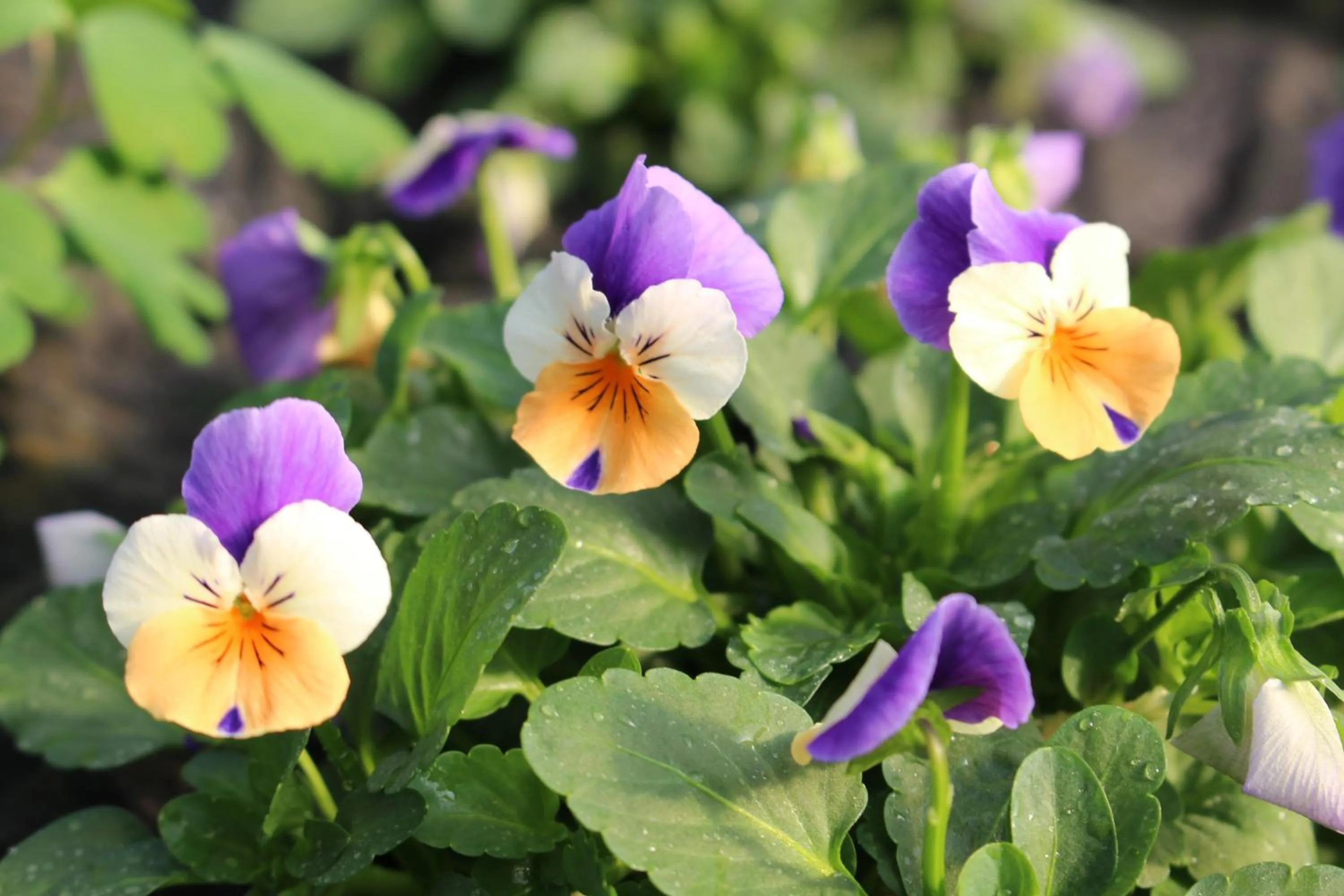 Other in Casa Rural Ibarrondo Etxea