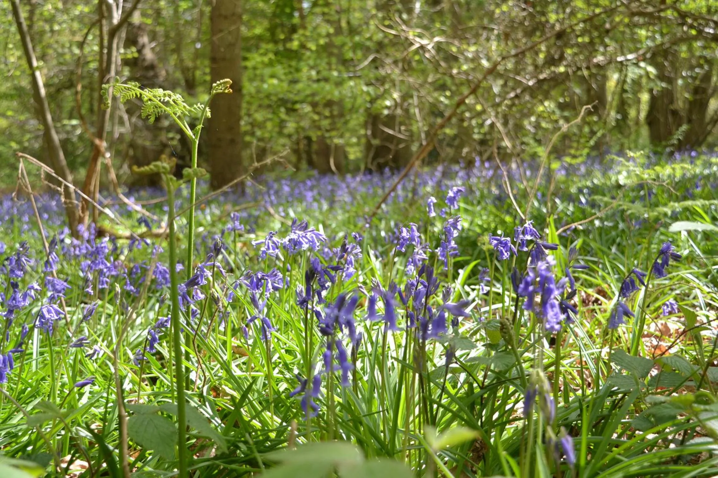 Natural landscape in The Kingsley at Eversley