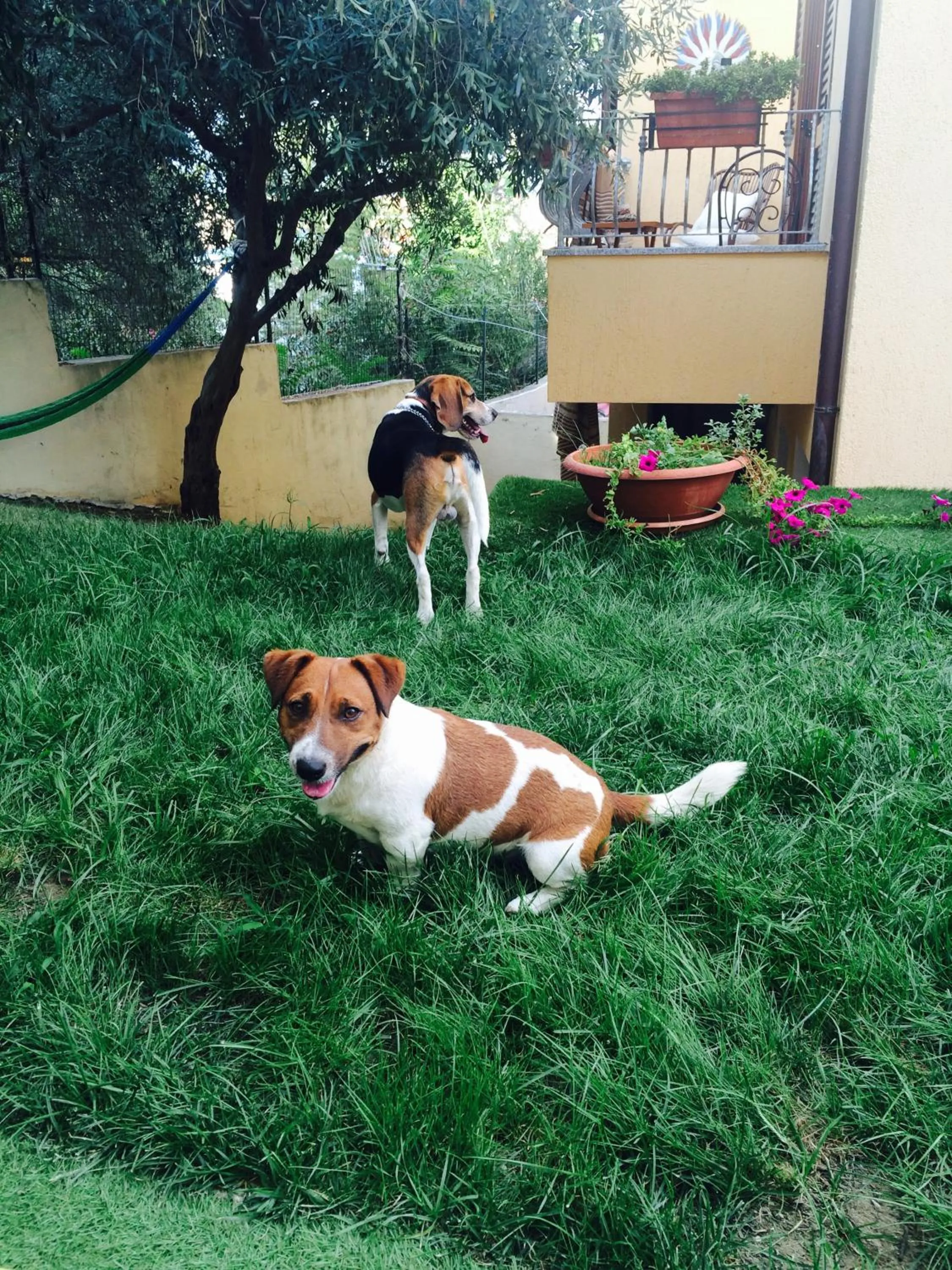 Pets in B&B Sos Manneddos