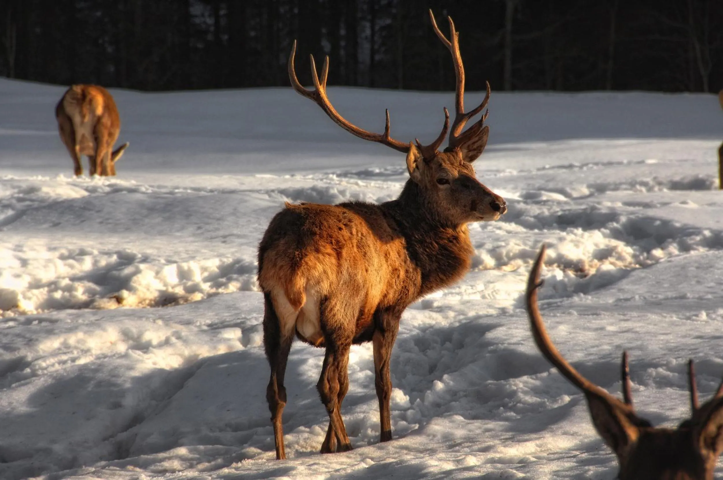 Day in Hotel Paladin