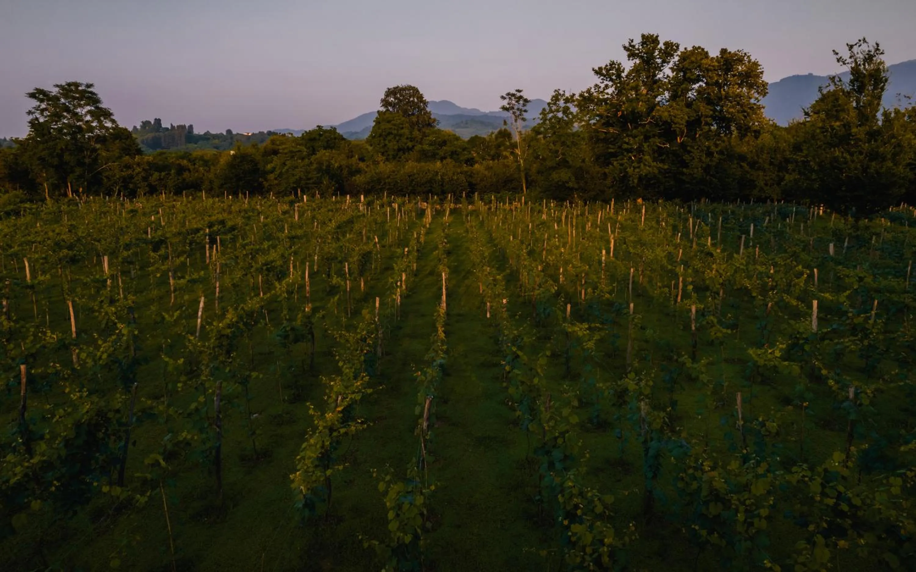 Natural landscape in Menabde Winery