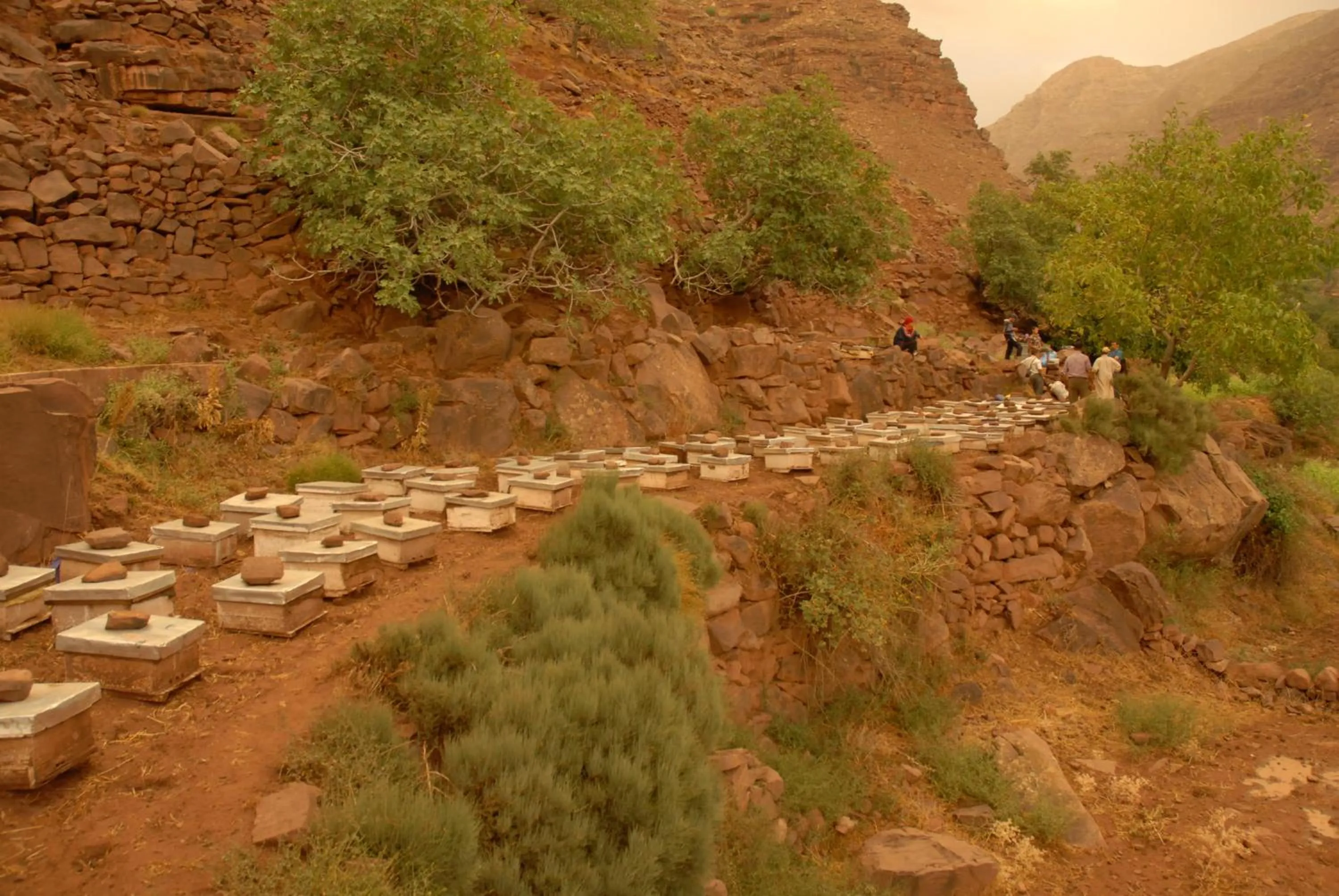 Other in Riad Lorsya