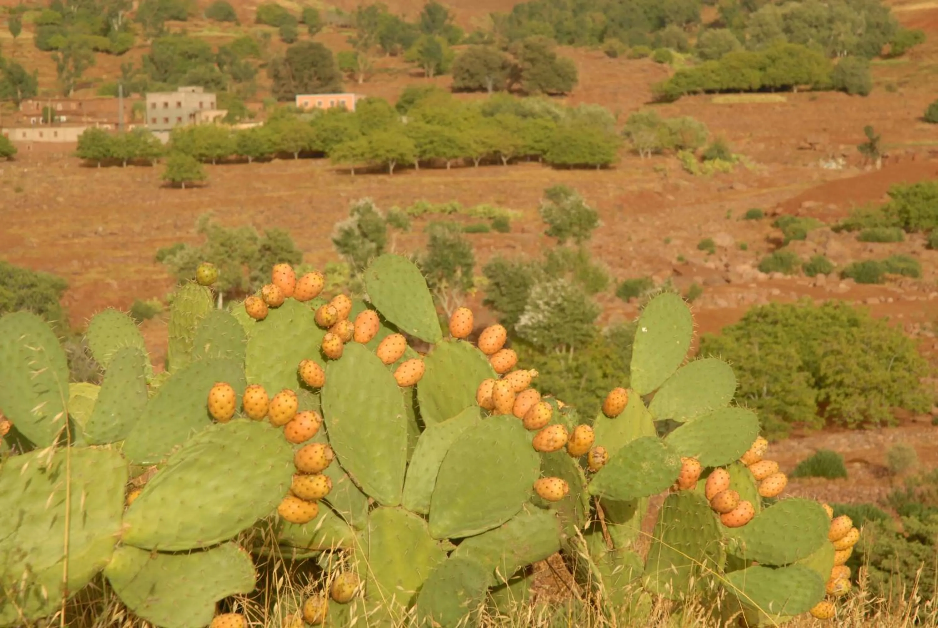 Other in Riad Lorsya