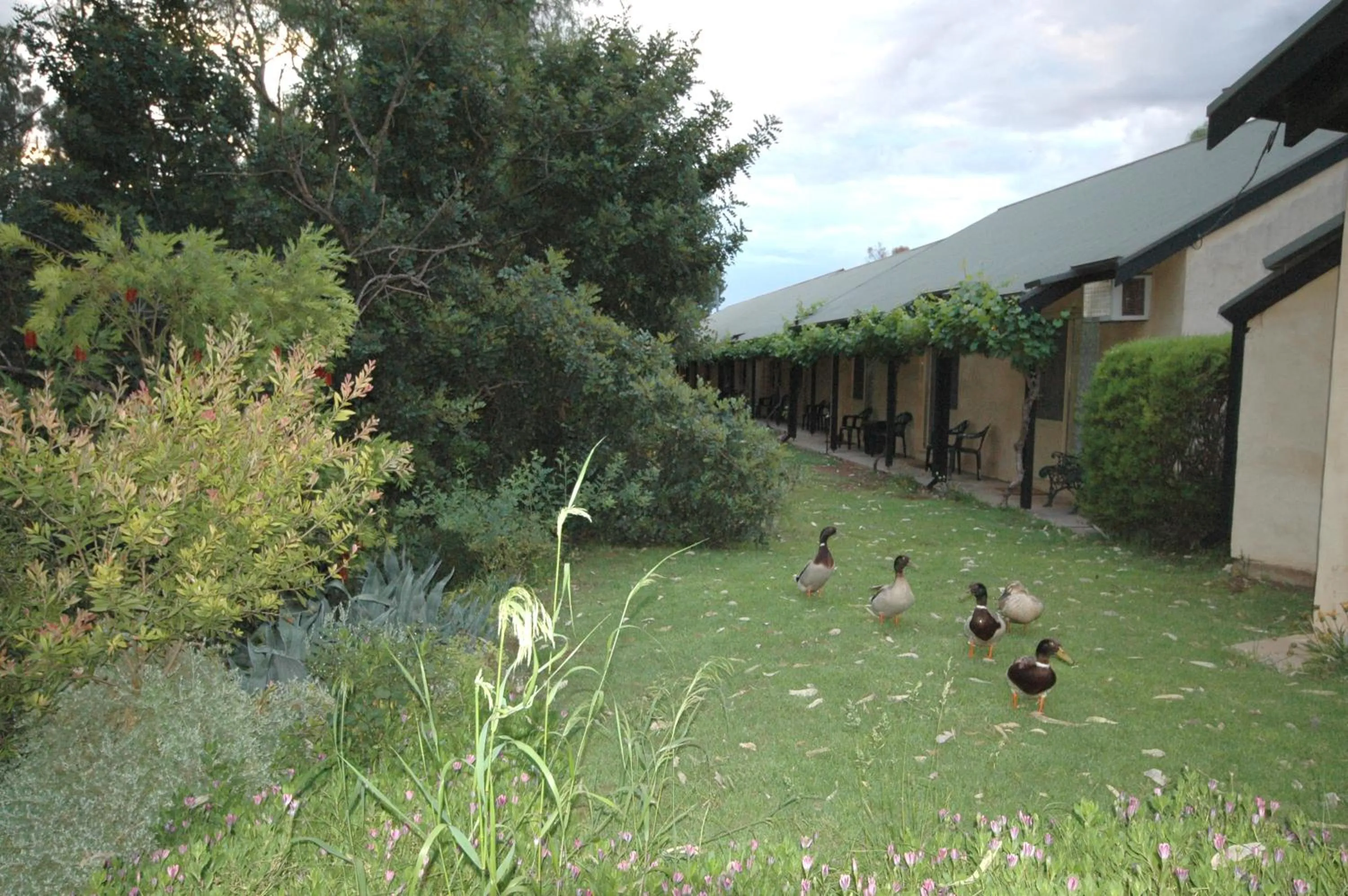 Garden in Burra Motor Inn