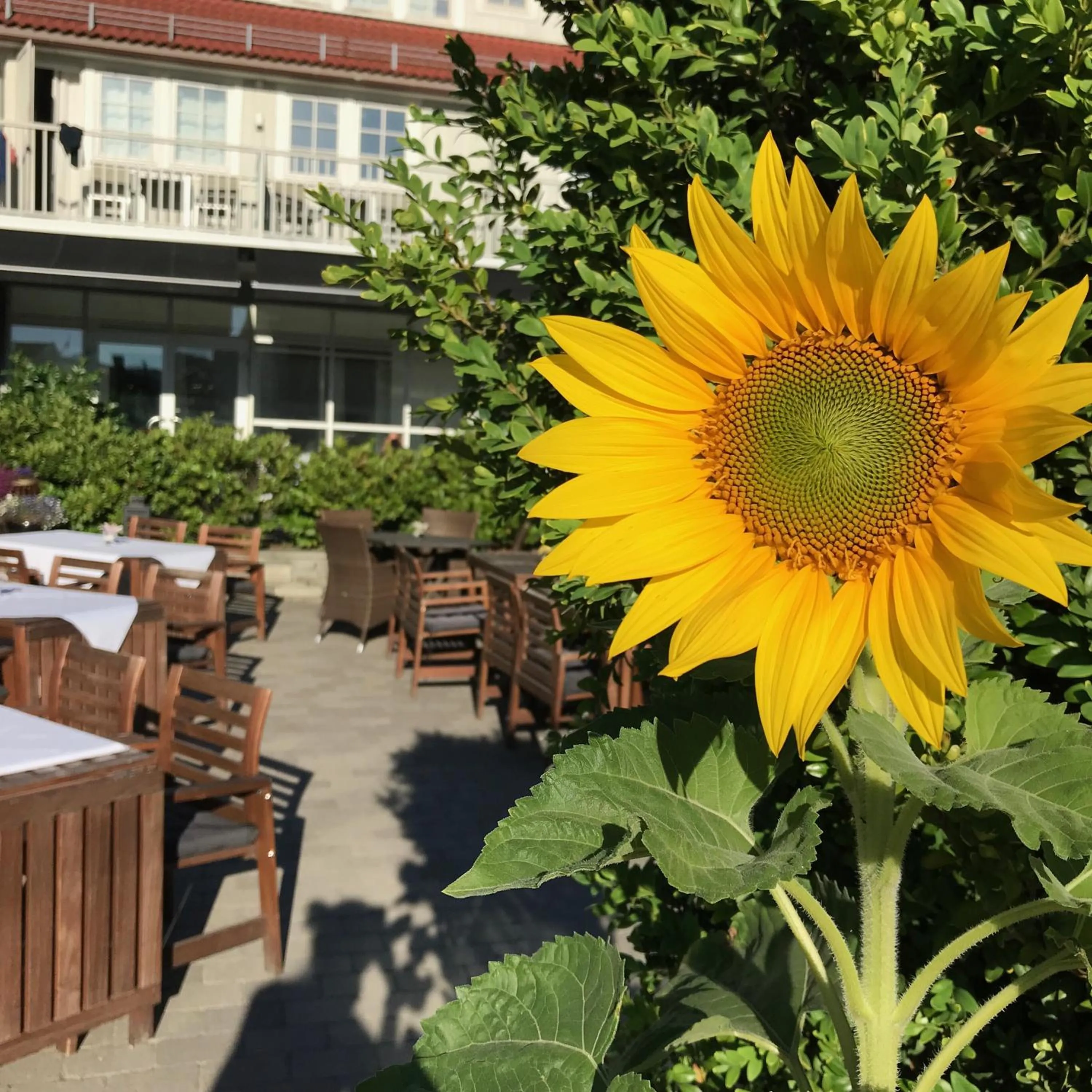 Garden in Reenskaug Hotel