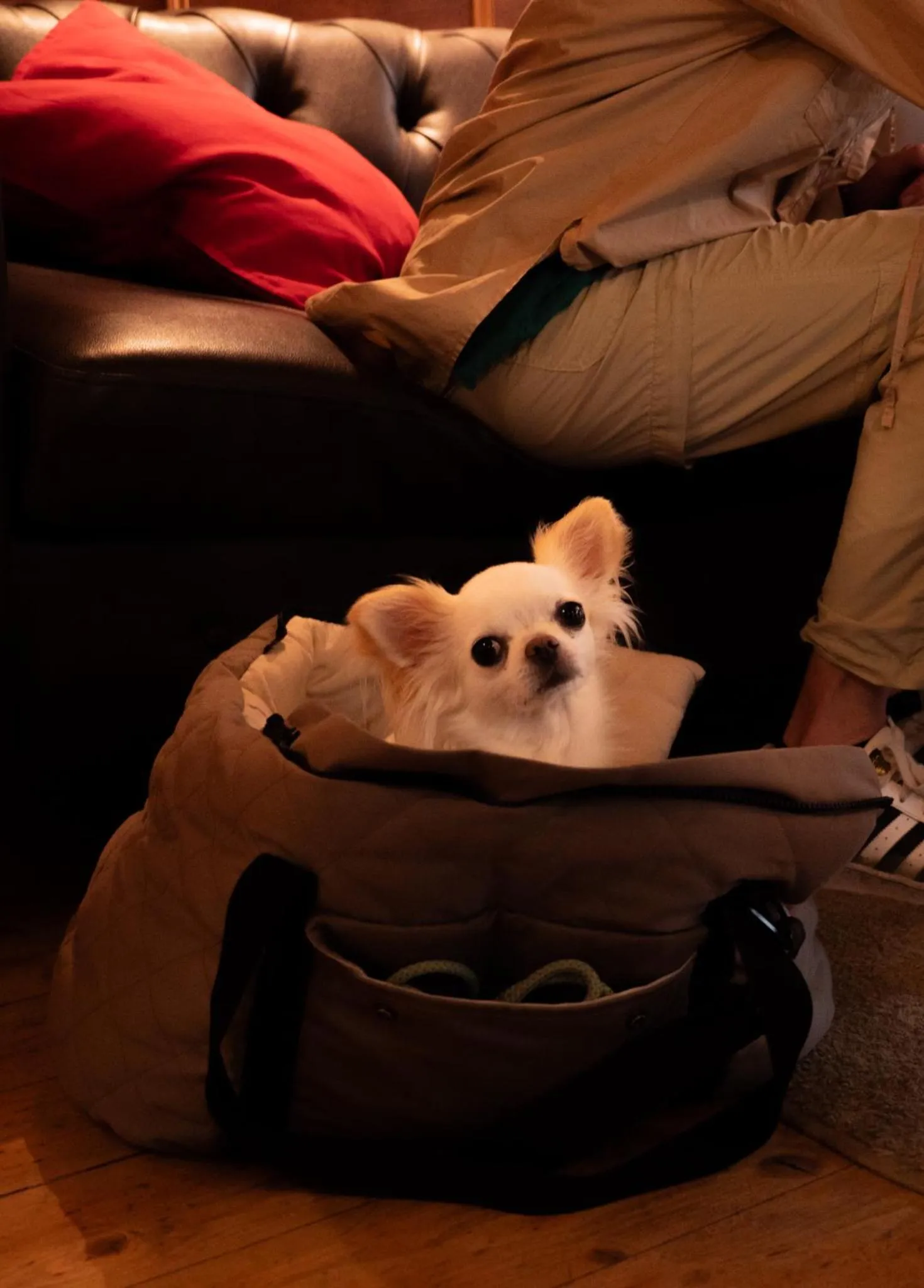 Pets in Hotel Chalet du Crey