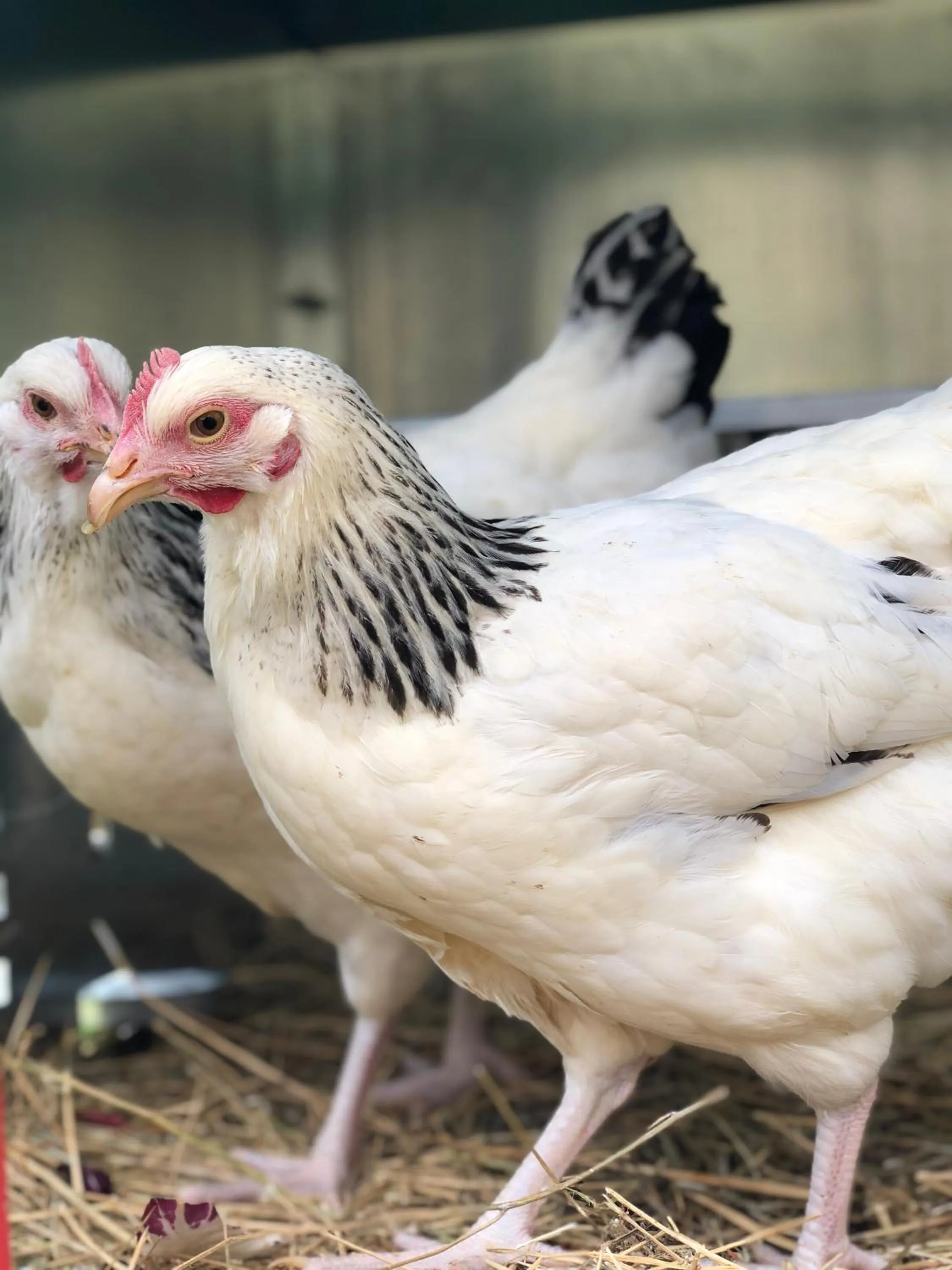 Pets in Al Giardino Degli Etruschi