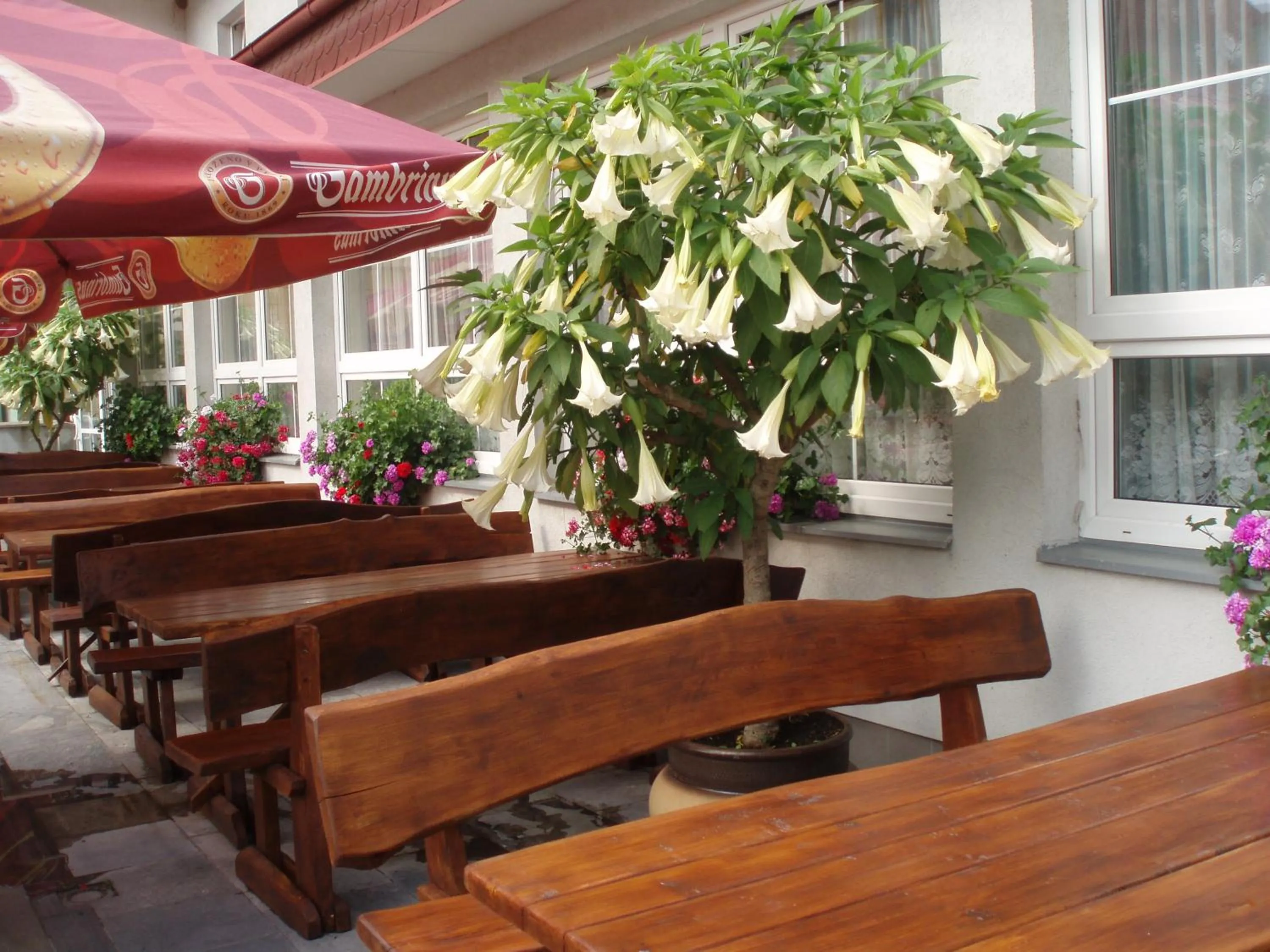 Balcony/Terrace in Hotel Alf