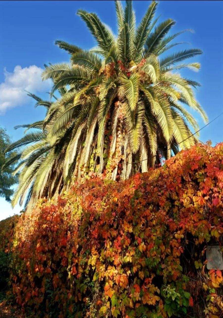 Garden in Çetinel Otel