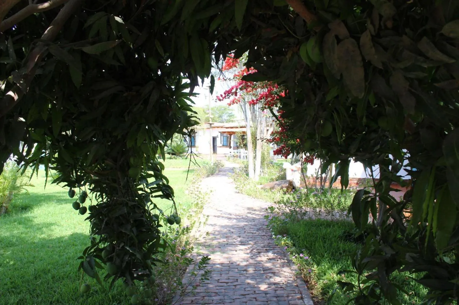 Garden in Casa Hacienda Nasca Oasis