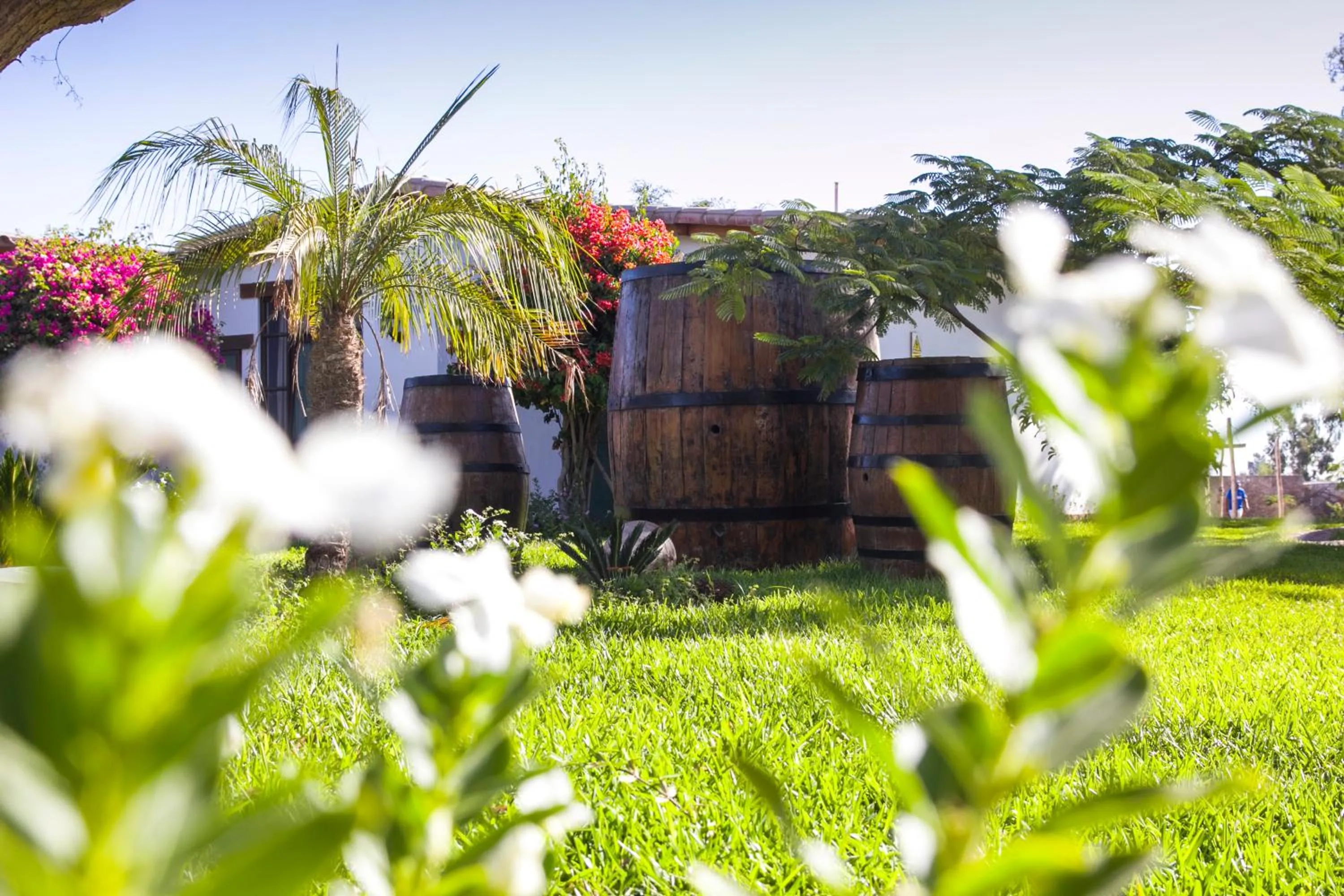 Garden in Casa Hacienda Nasca Oasis