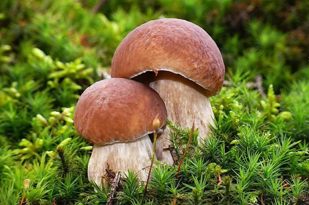 Evening entertainment in Appartmenthaus Birkenwald