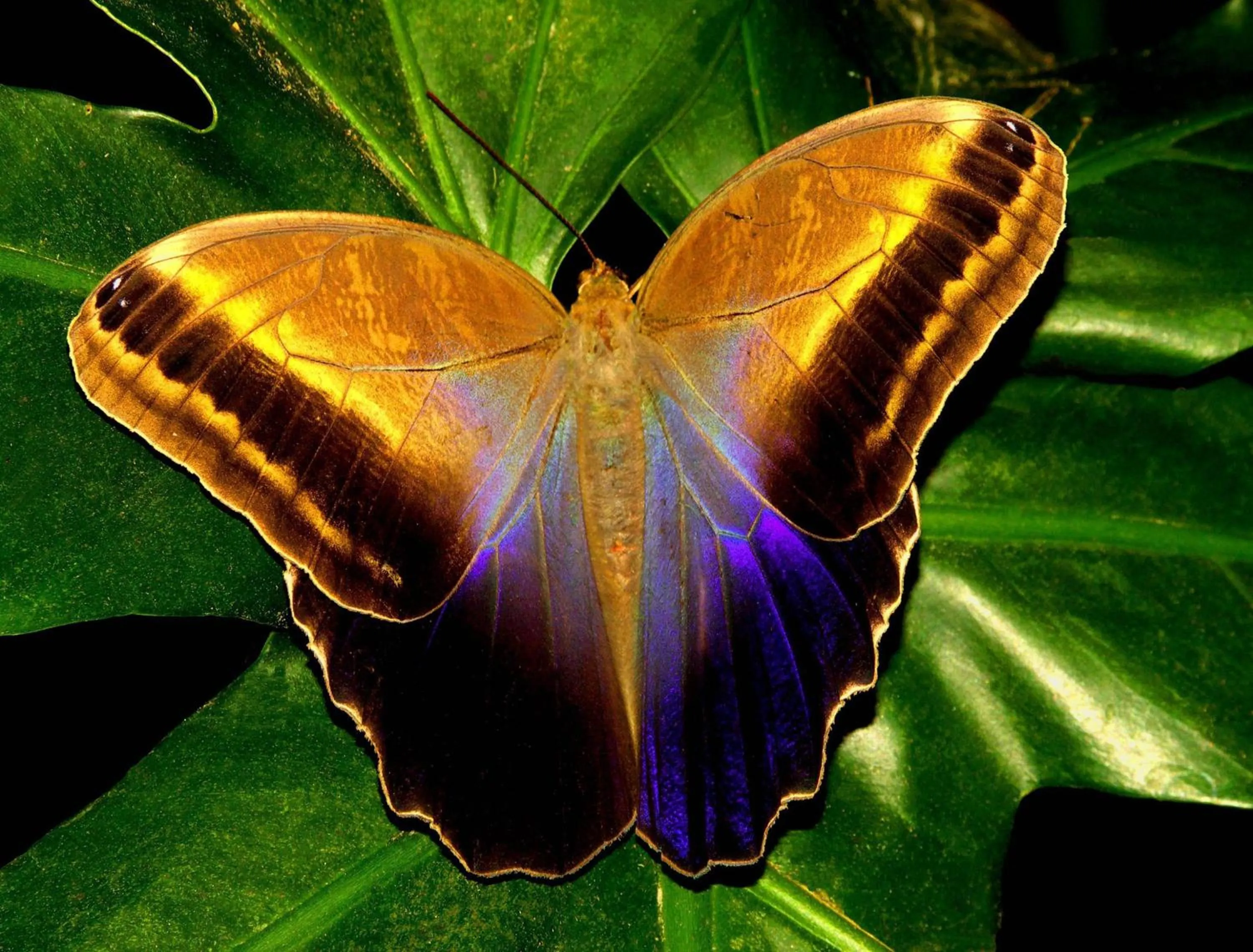 Area and facilities in Hotel Mango Valley