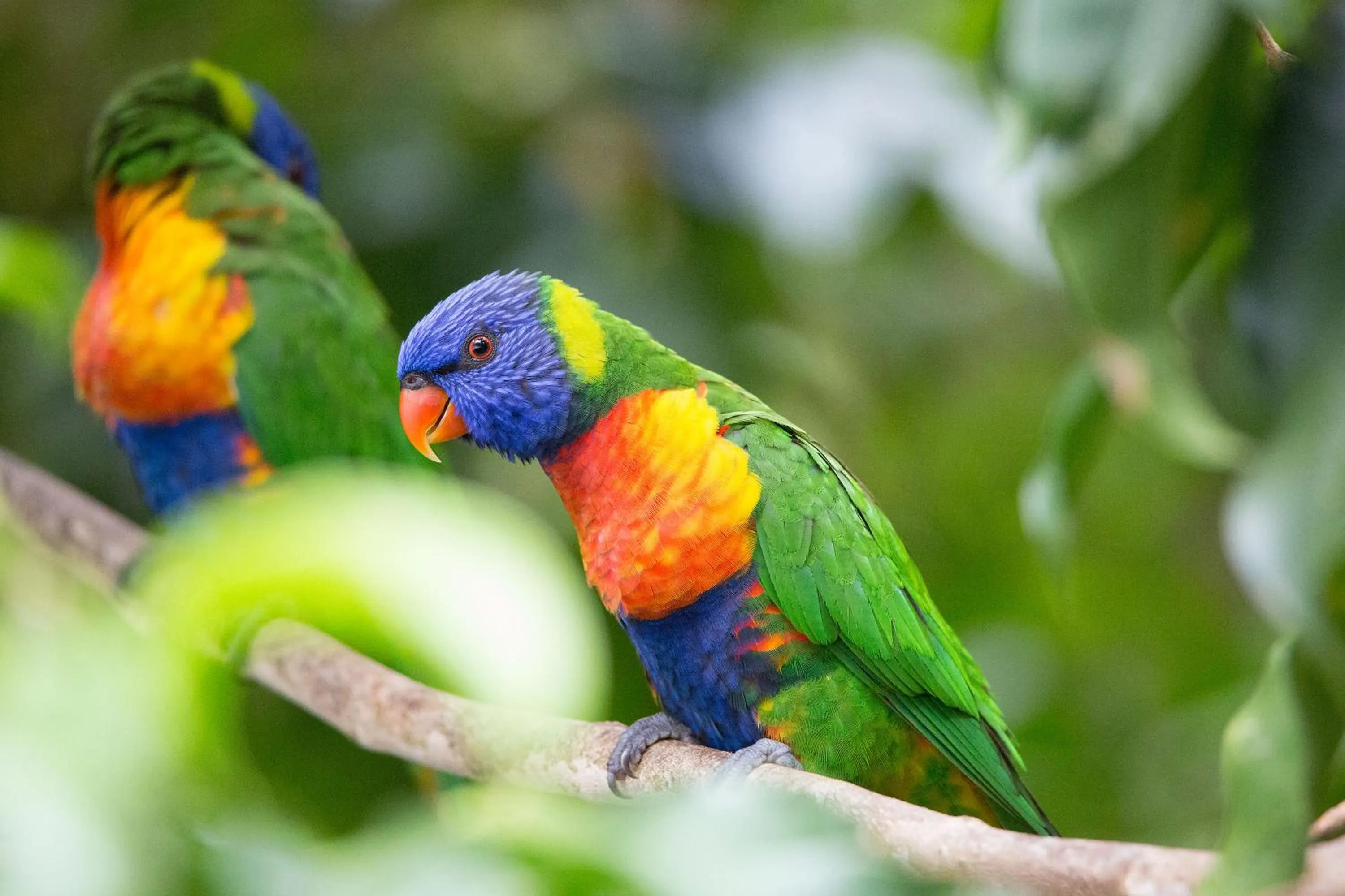 Animals in Crater Lakes Rainforest Cottages
