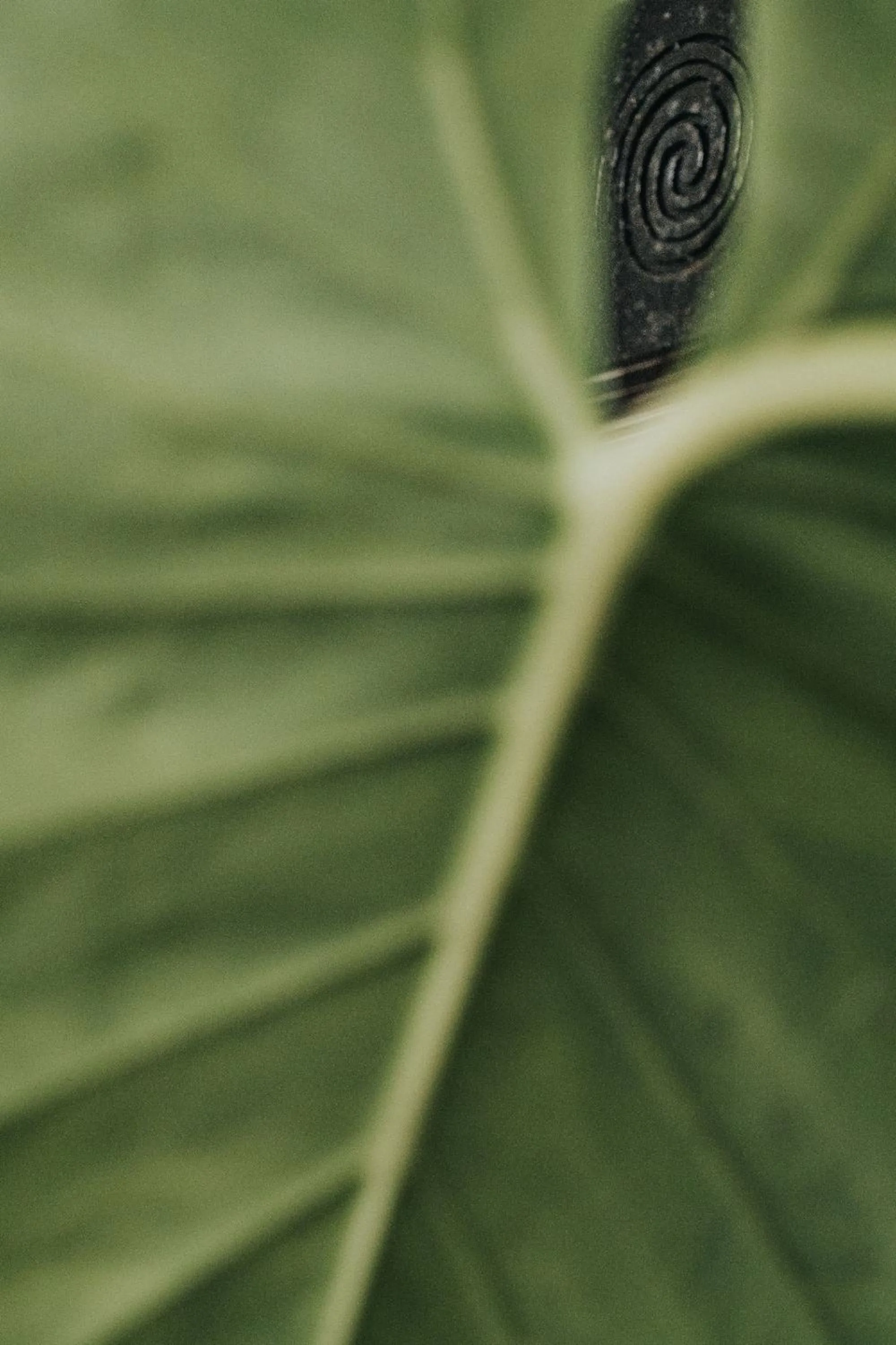 Natural landscape in The Anda Mani Khaolak Beachfront Villas