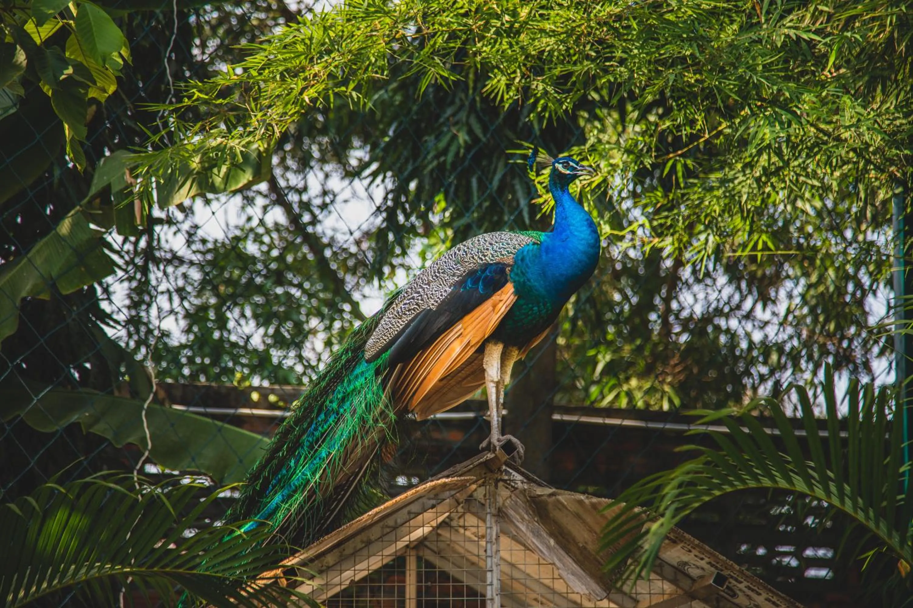 Bird's eye view in Cambodian Country Club