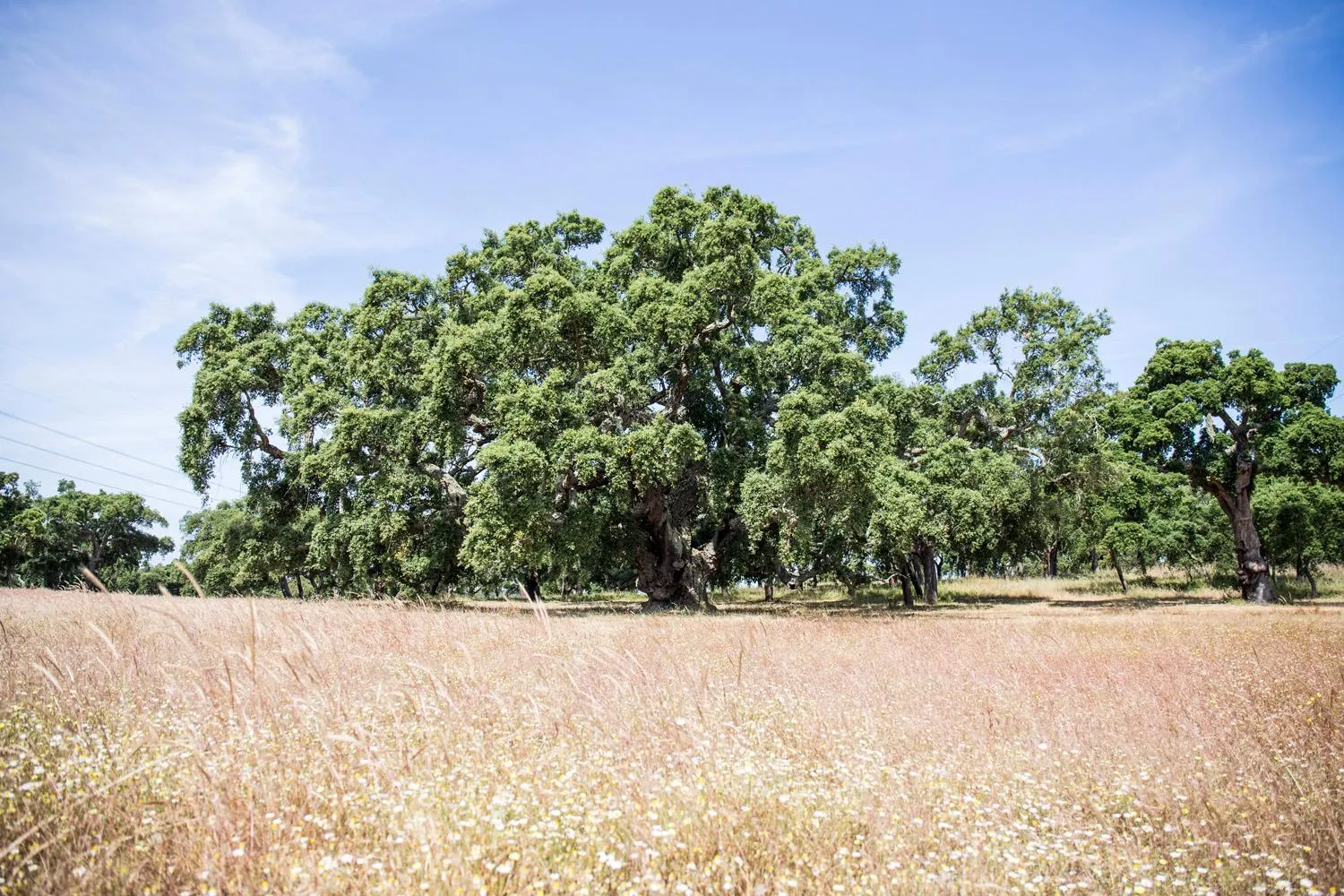 Off site in Monte do Giestal - Casas de Campo & Spa
