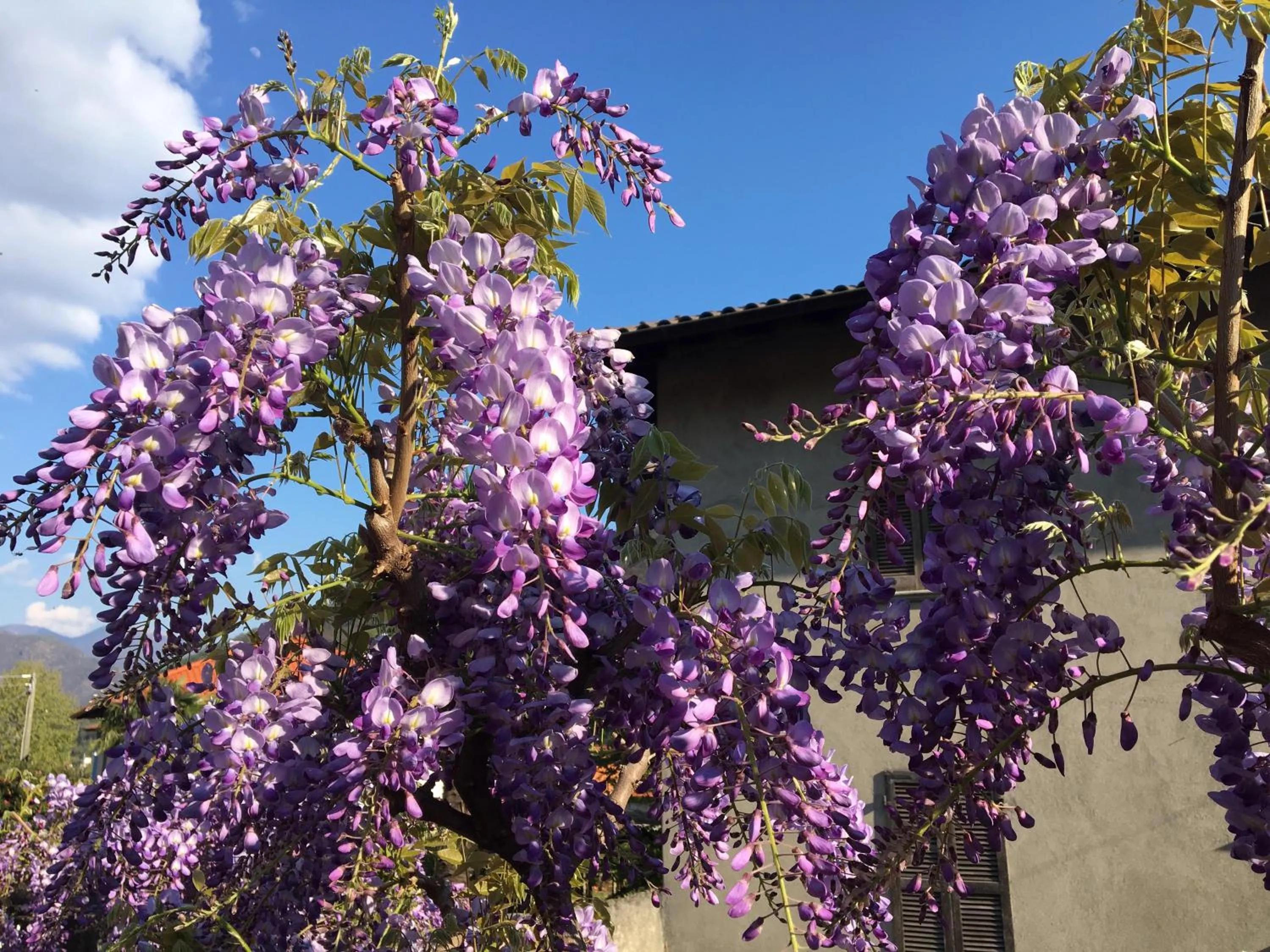 Spring in B&B Villa Dei Pini