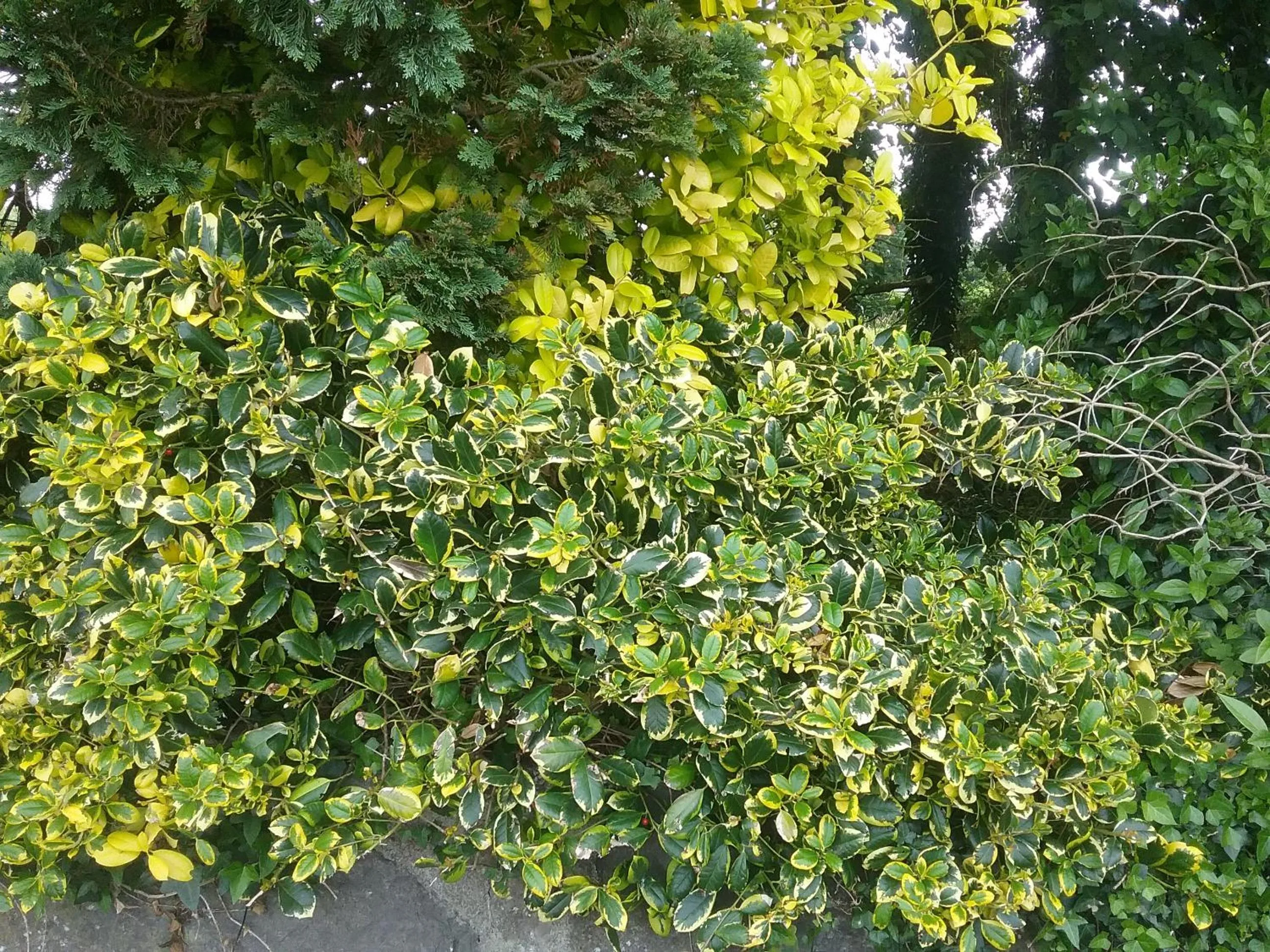 Garden in Rocksberry Bed & Breakfast