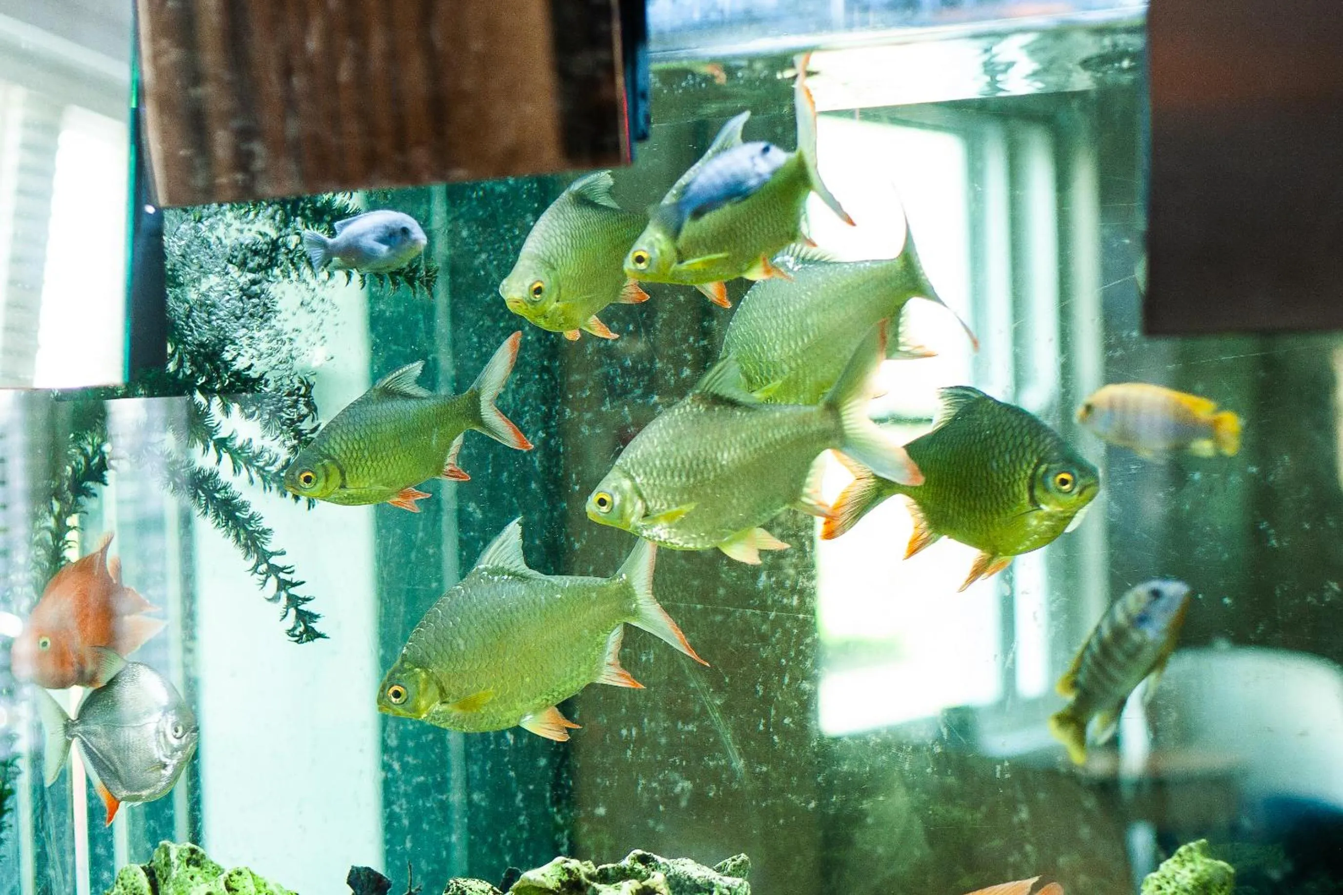 Decorative detail in Berwick Manor Hotel