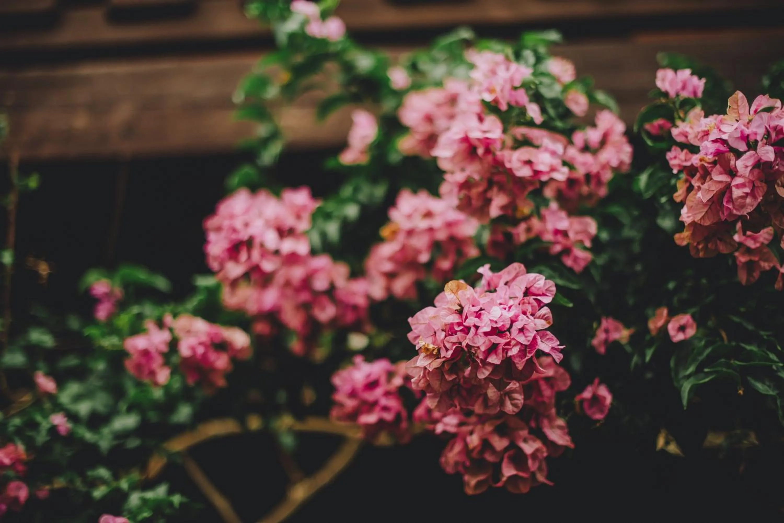Darts in Pousada Pedra Azul