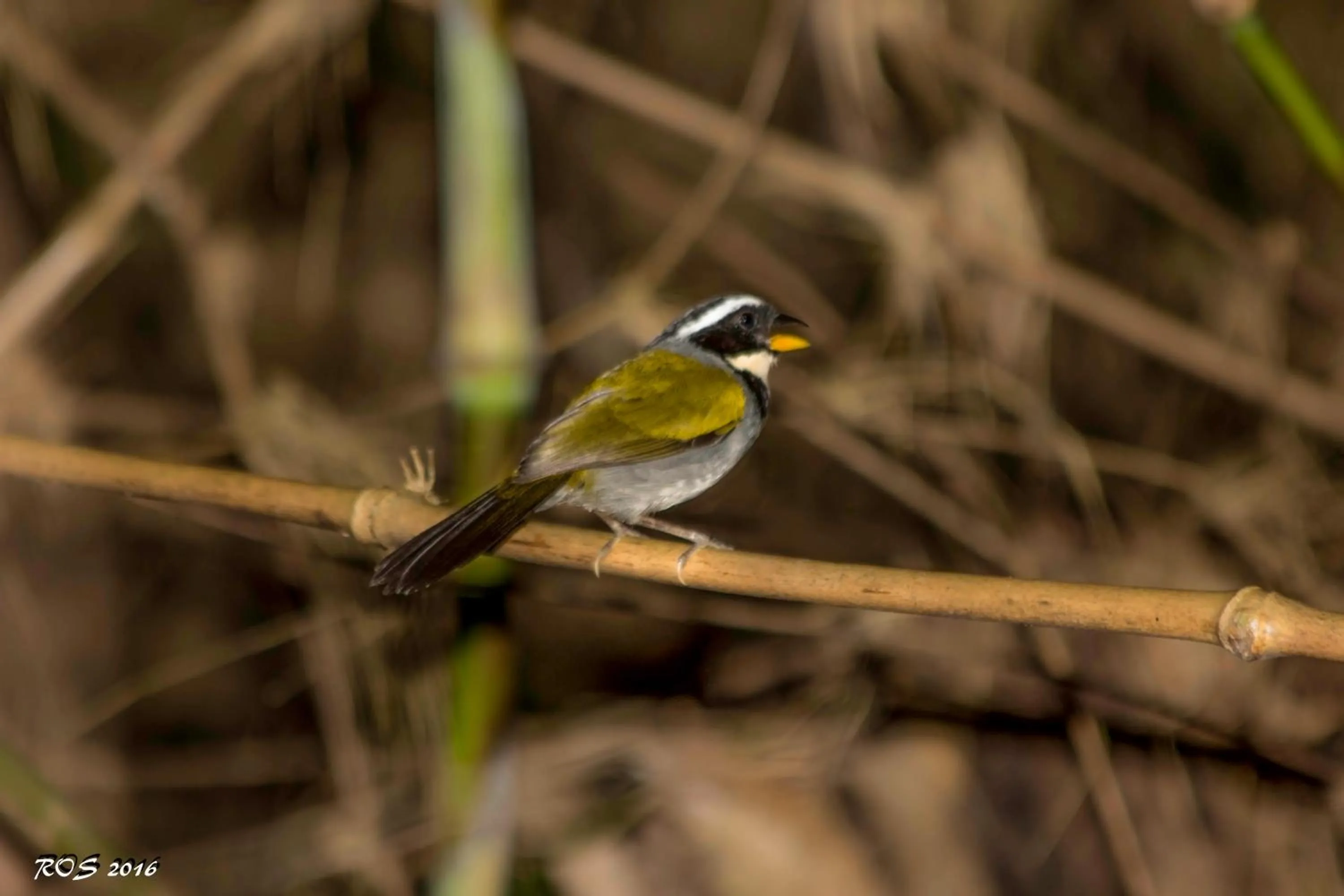 Hiking in Pousada Pedra Azul