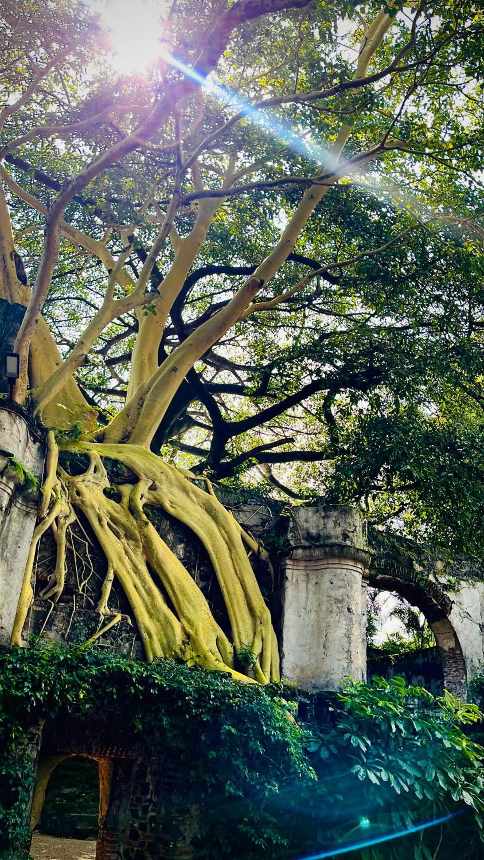 Garden in Hotel & Spa Hacienda de Cortés