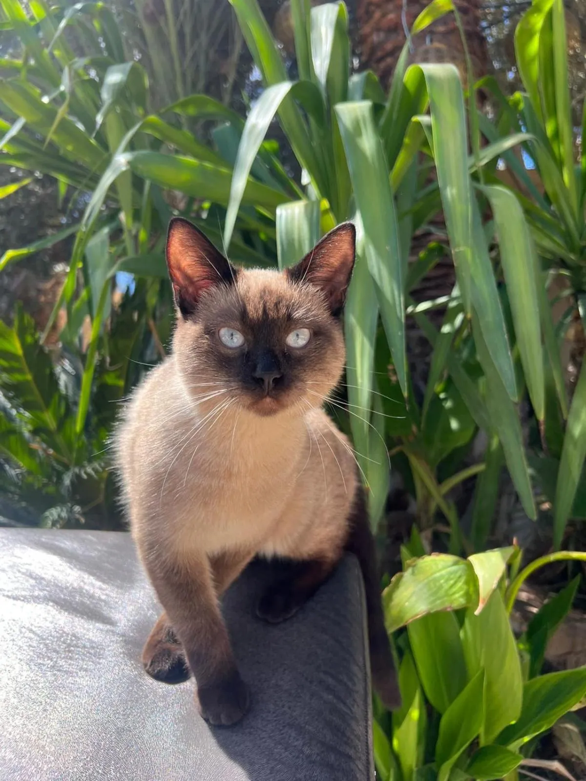 Pets in Riad le Jasmin