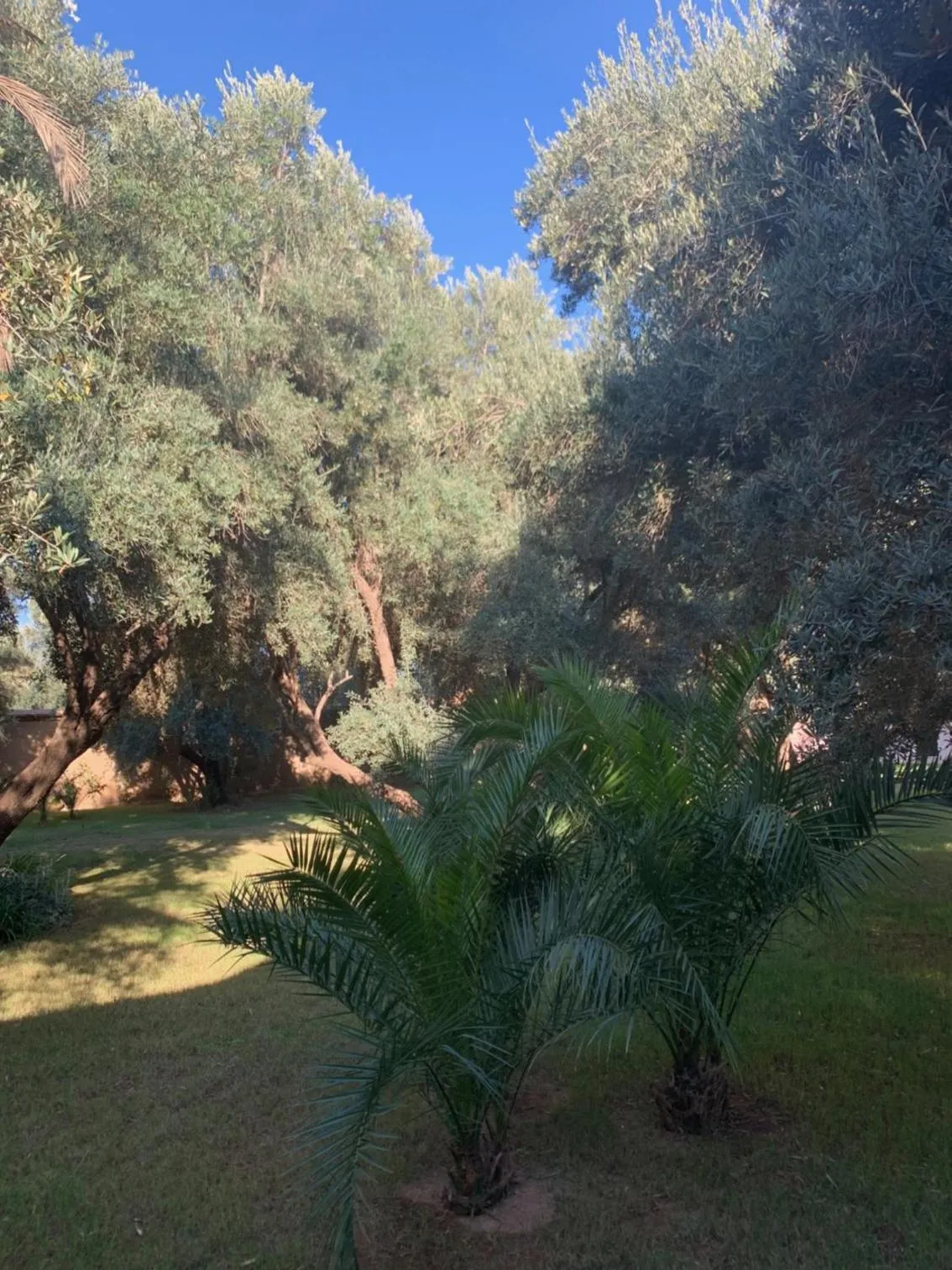 Garden in Riad le Jasmin