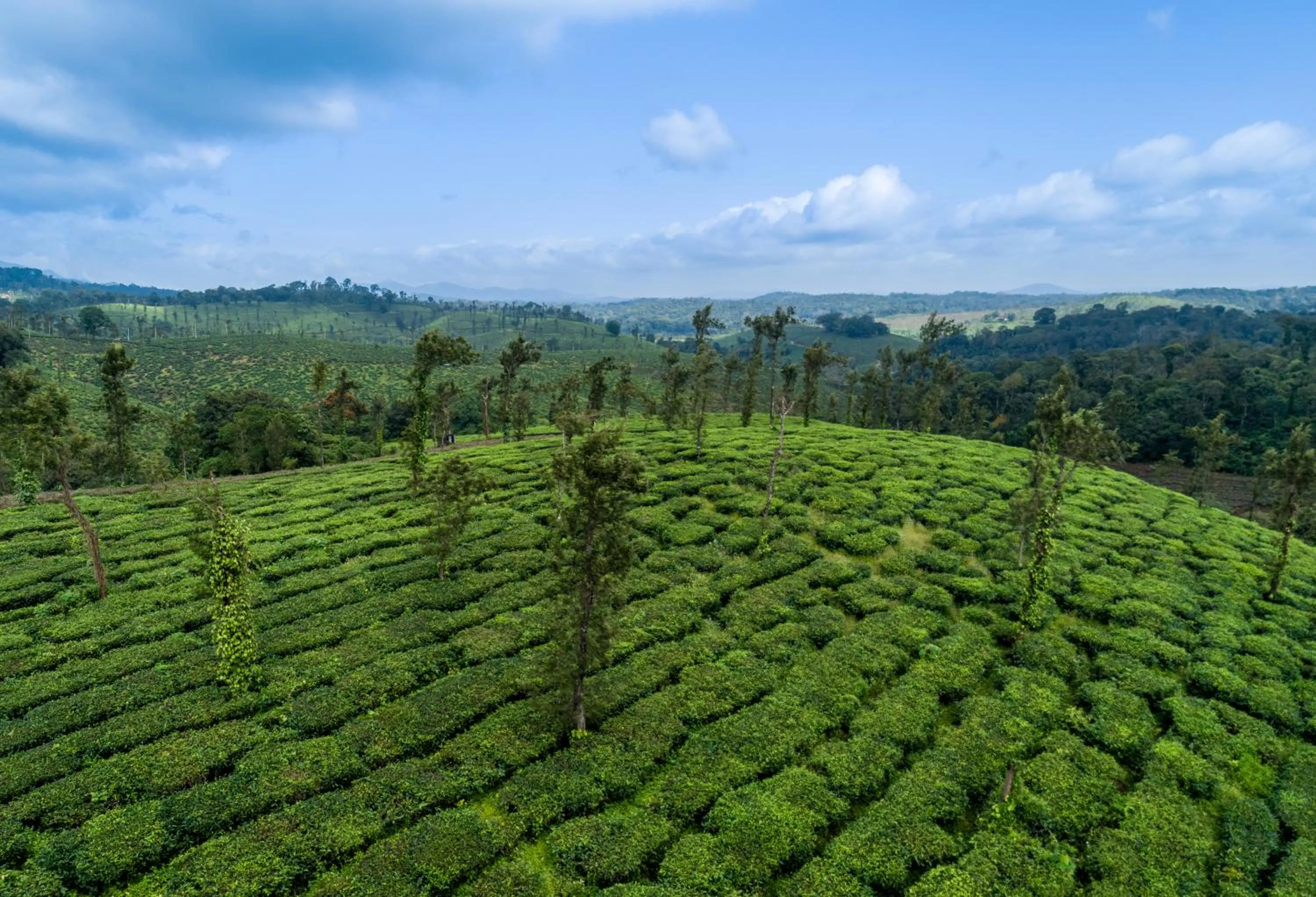 Natural landscape in Amritara Ambatty Greens Resort